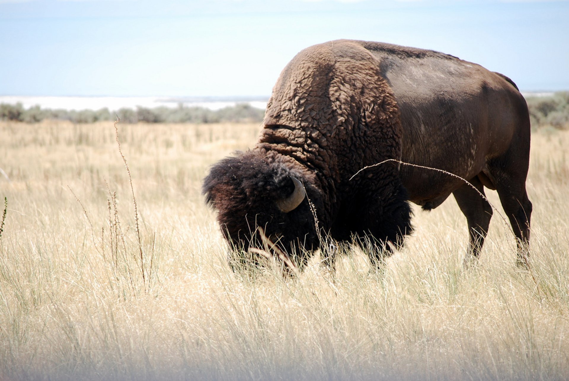 Regarder le bison