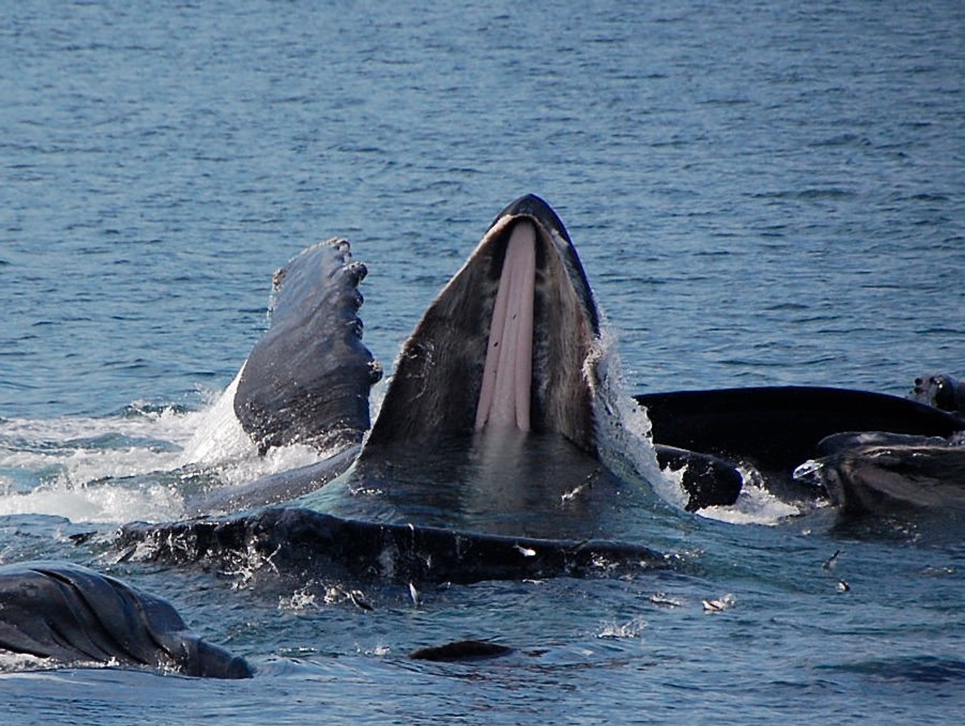 Ballenas jorobadas