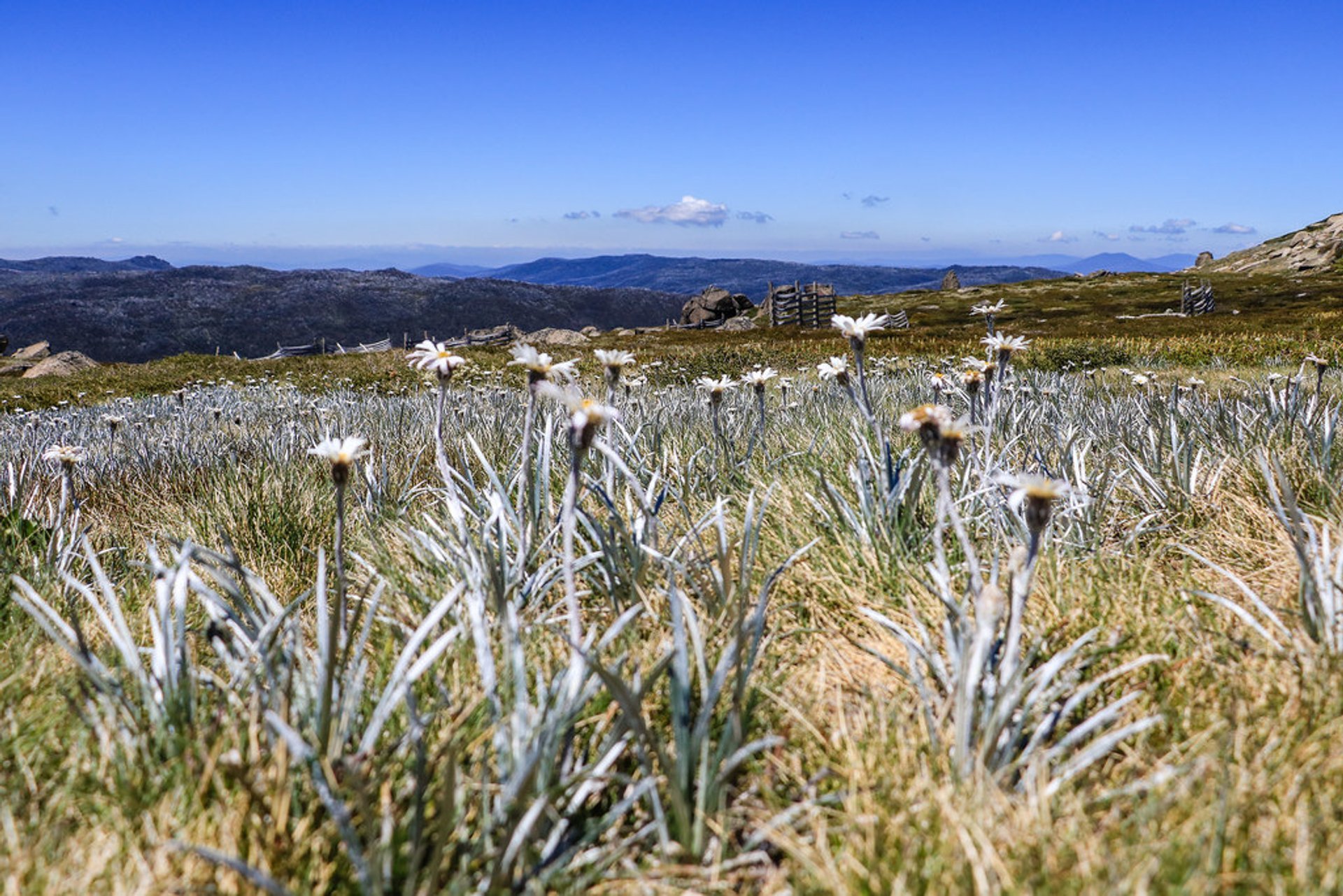 Besteigen des Berges Kosciuszko