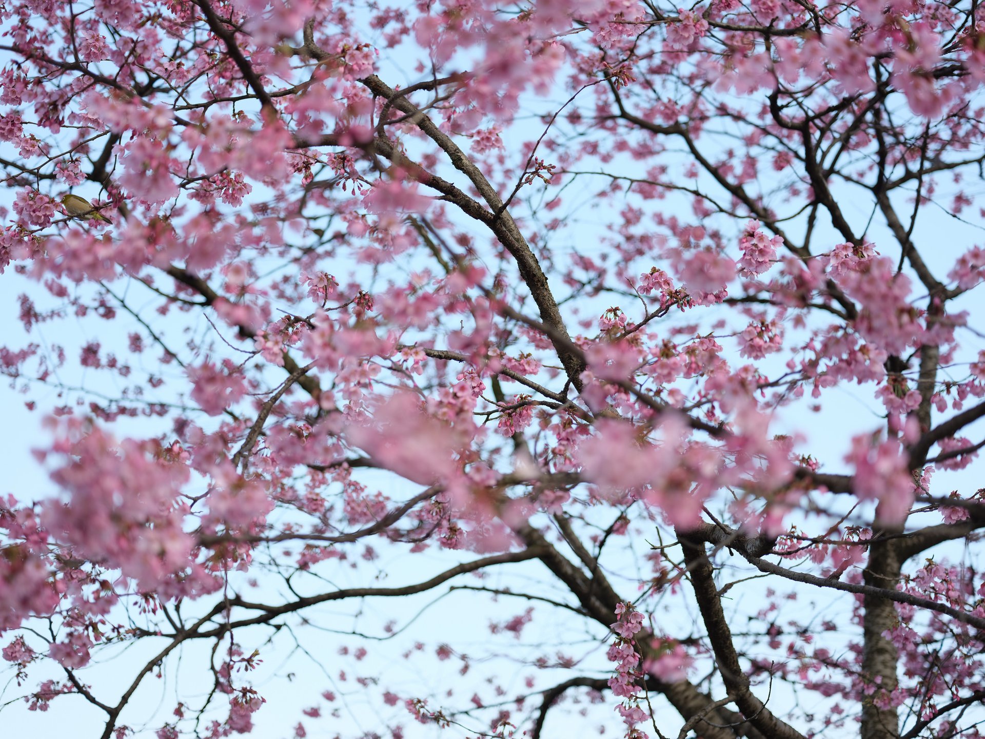 Cerejeiras em flor