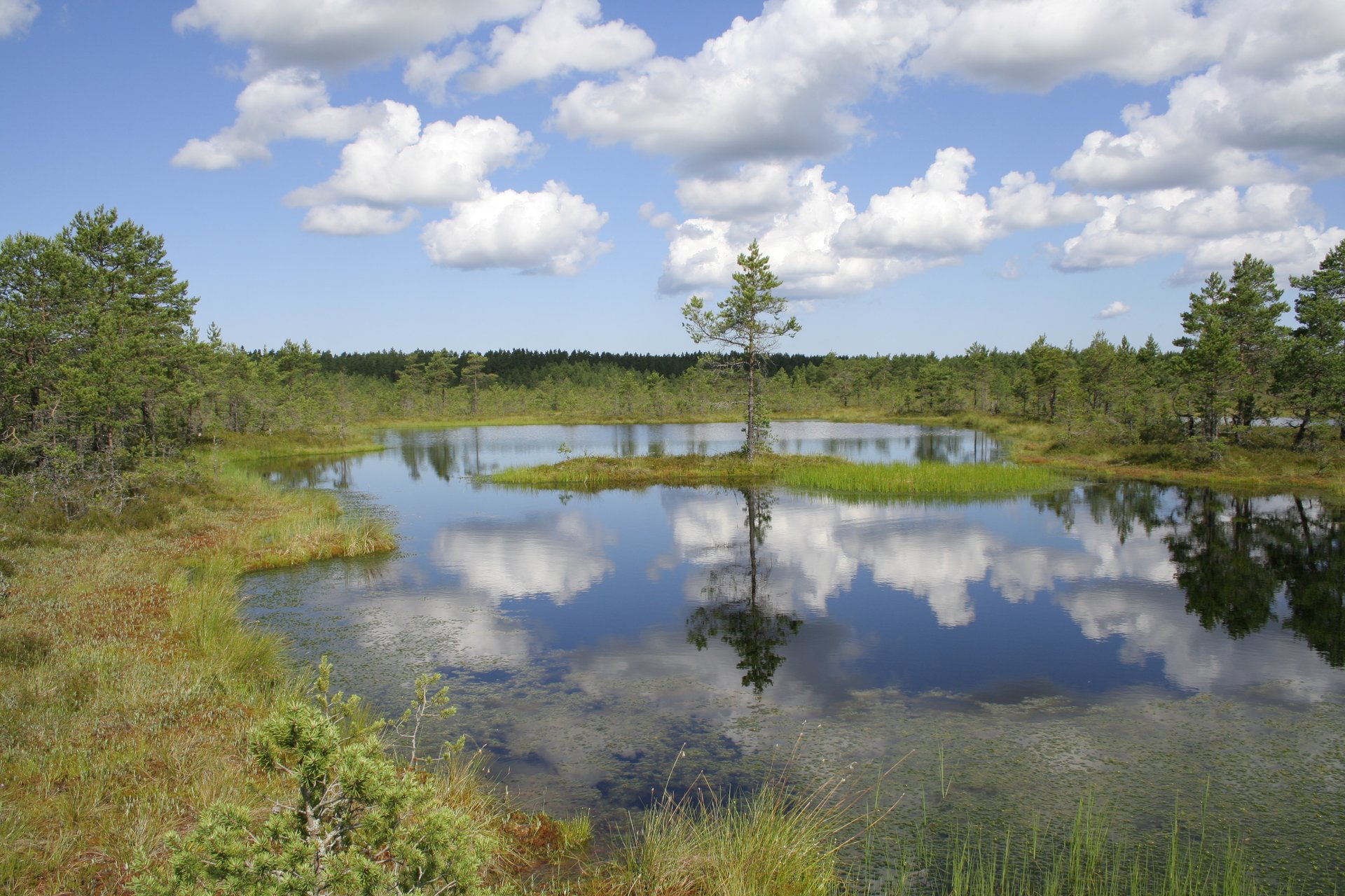 Bog Walking