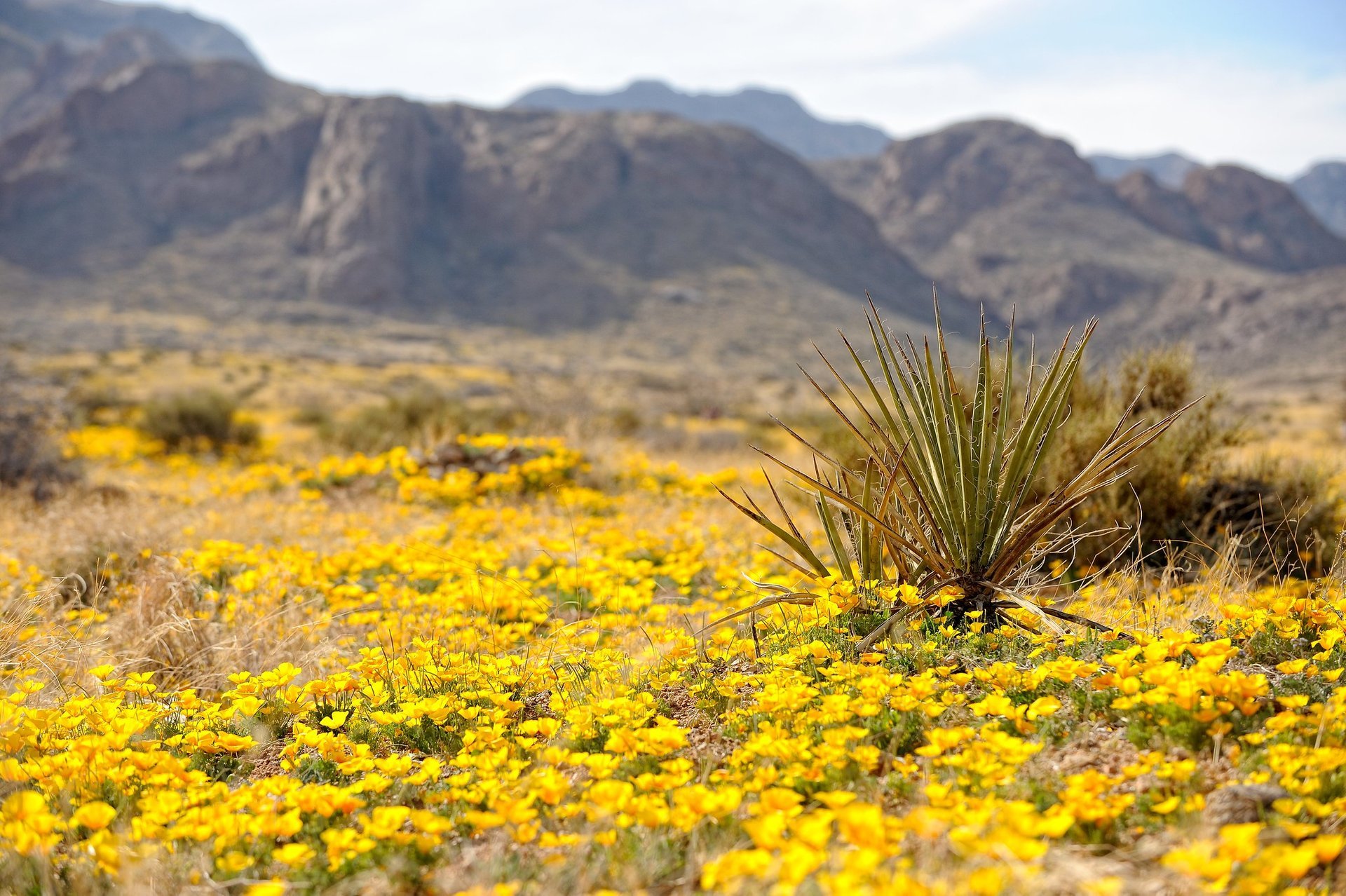 Mexican Gold Poppies