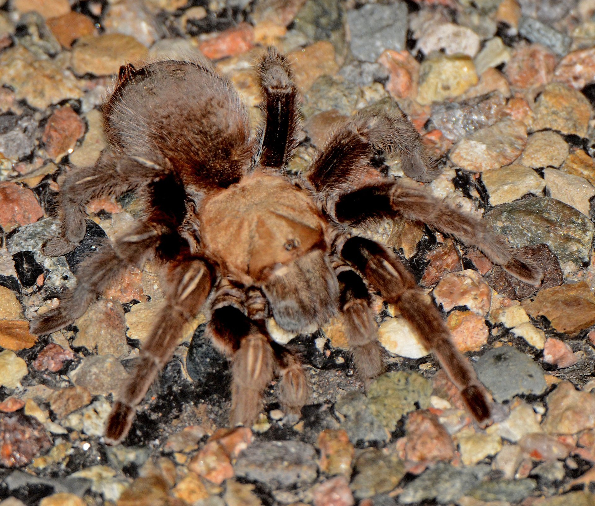 Tarantula Festival Colorado 2024 Bev Rubetta