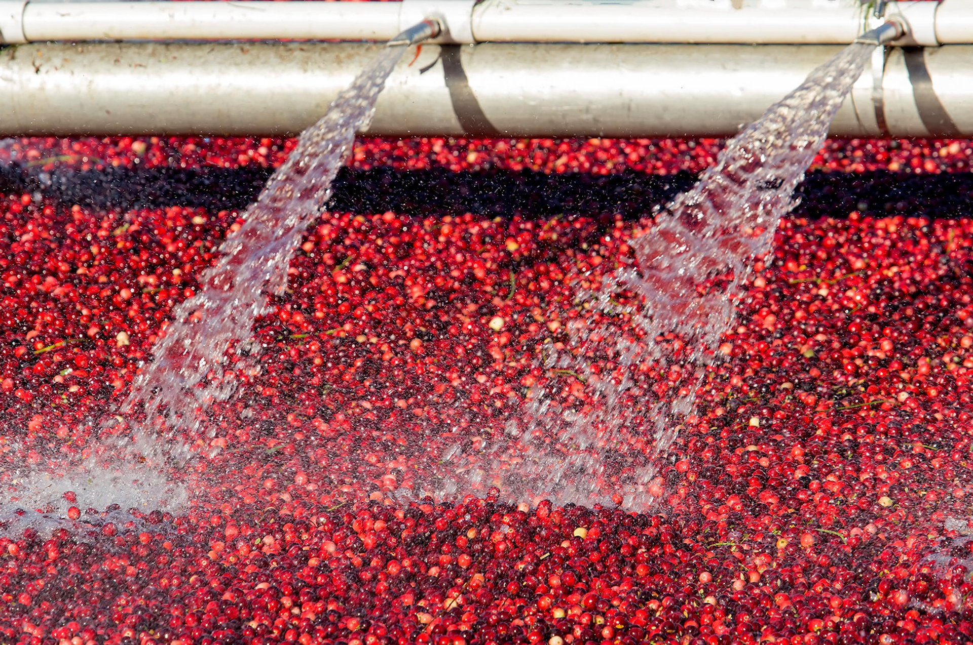 Cranberry Harvest