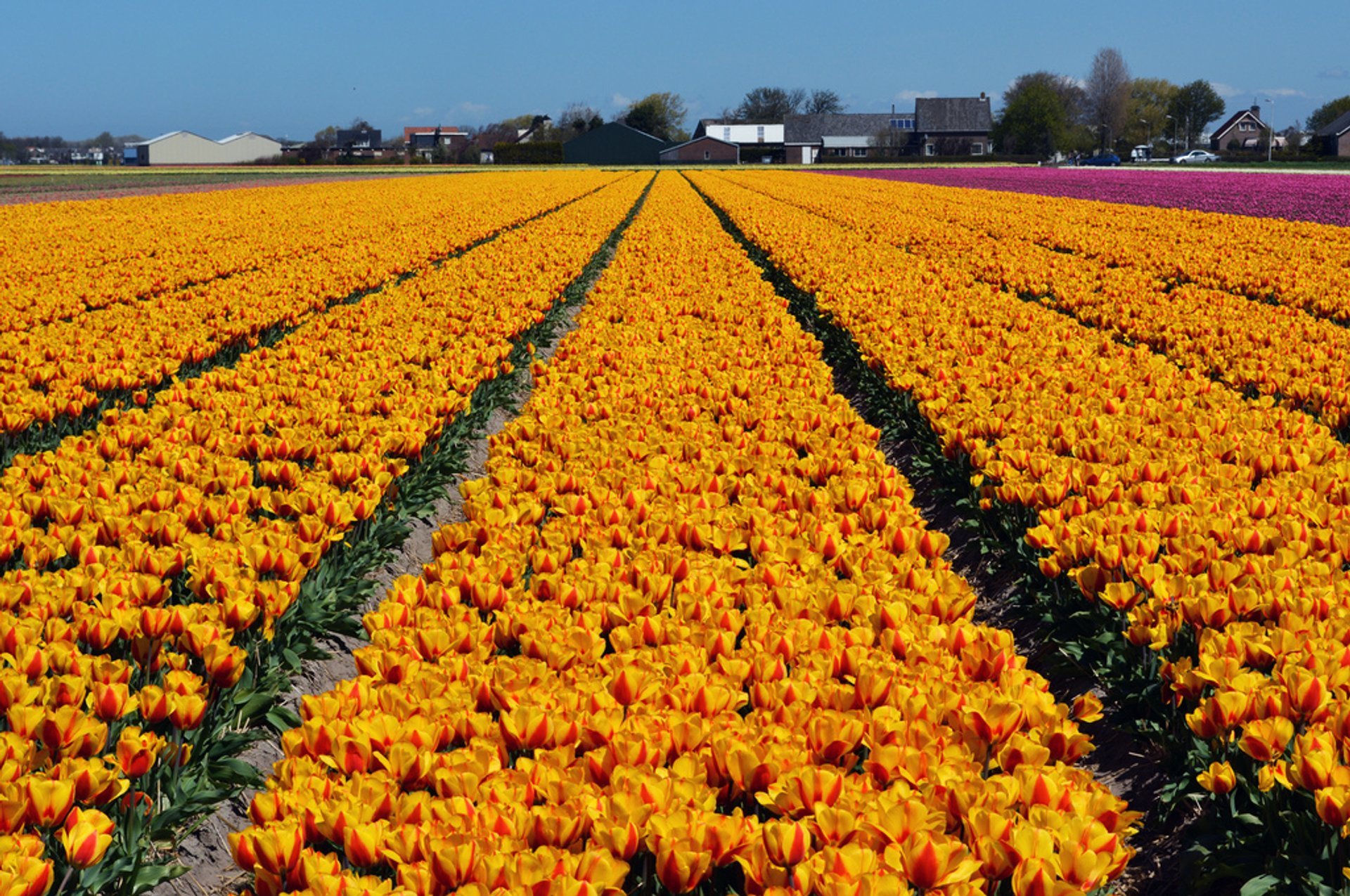 Temporada de los tulipanes