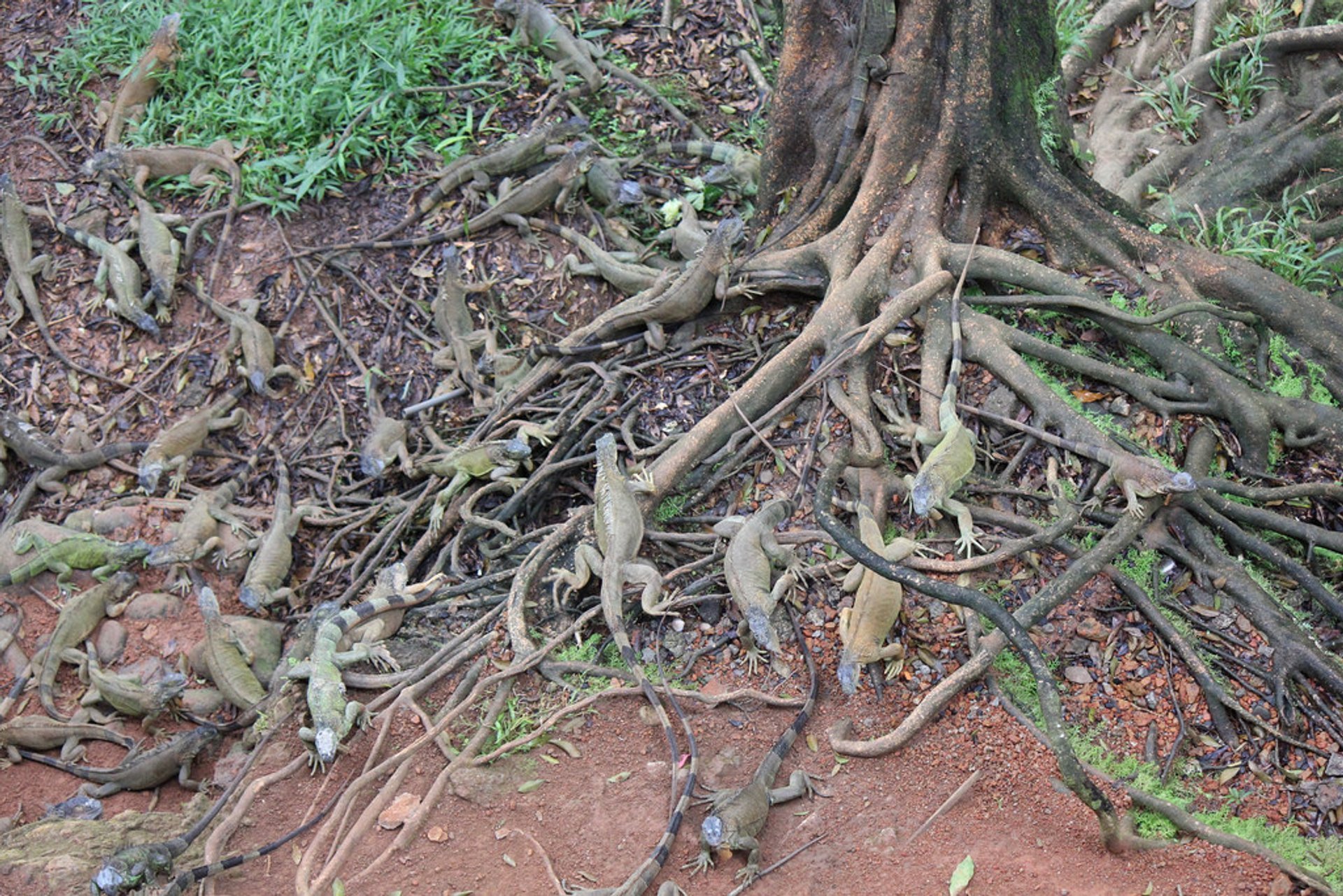 Manger des iguanes