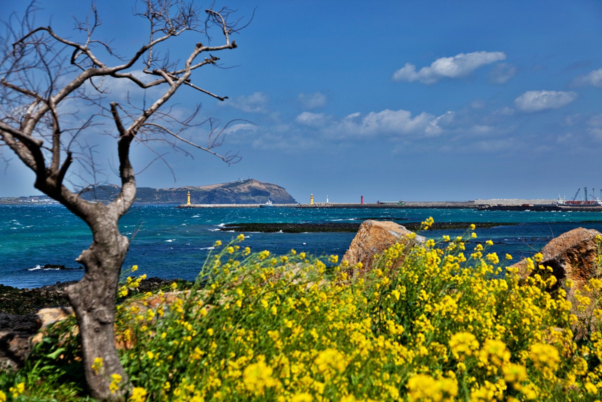 Canola (Yuche) Bloom sur l'île Jeju