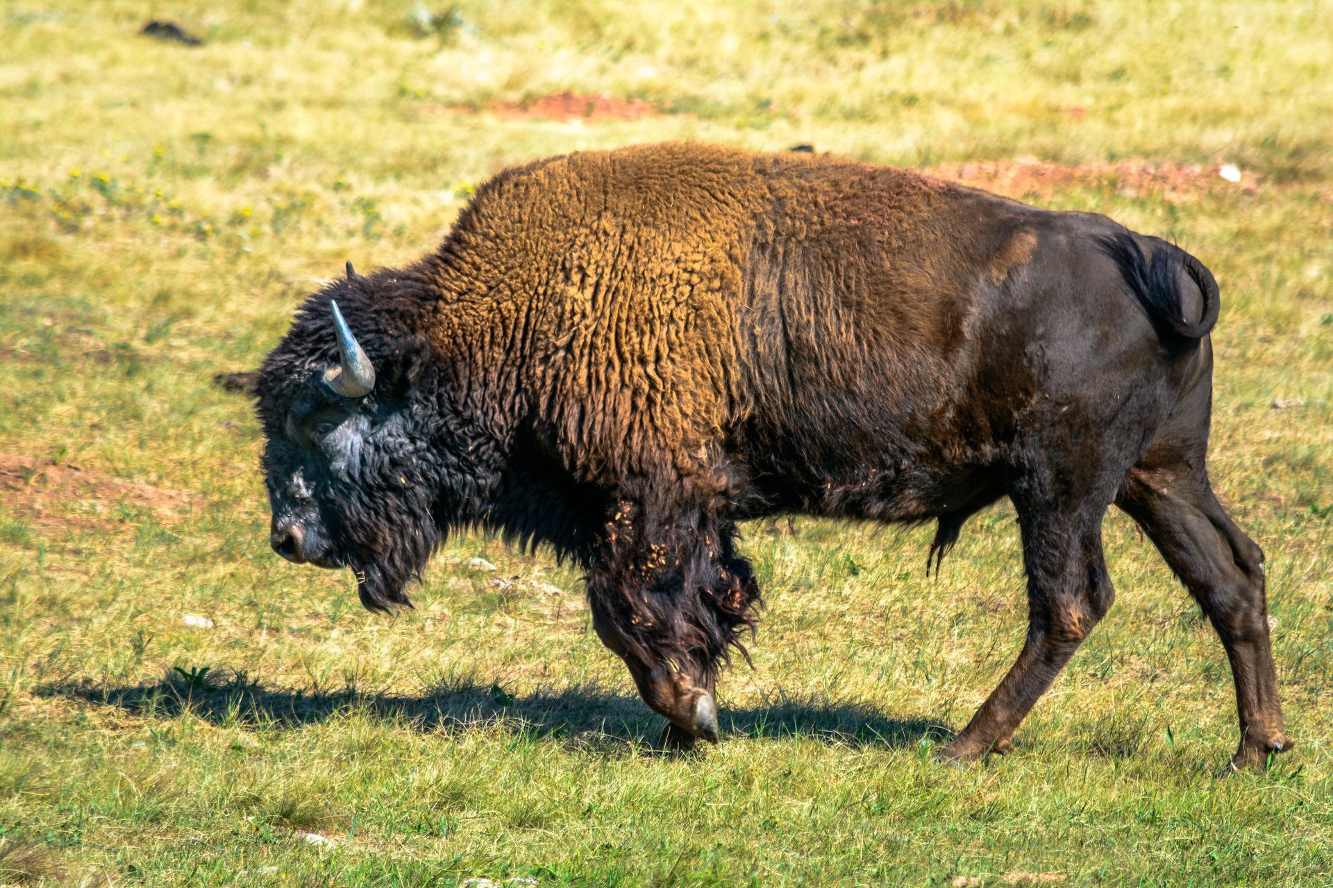 Bison Herd in Wind Cave National Park