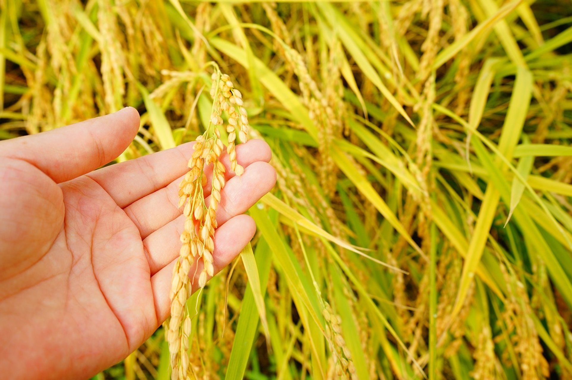 Rice Harvest