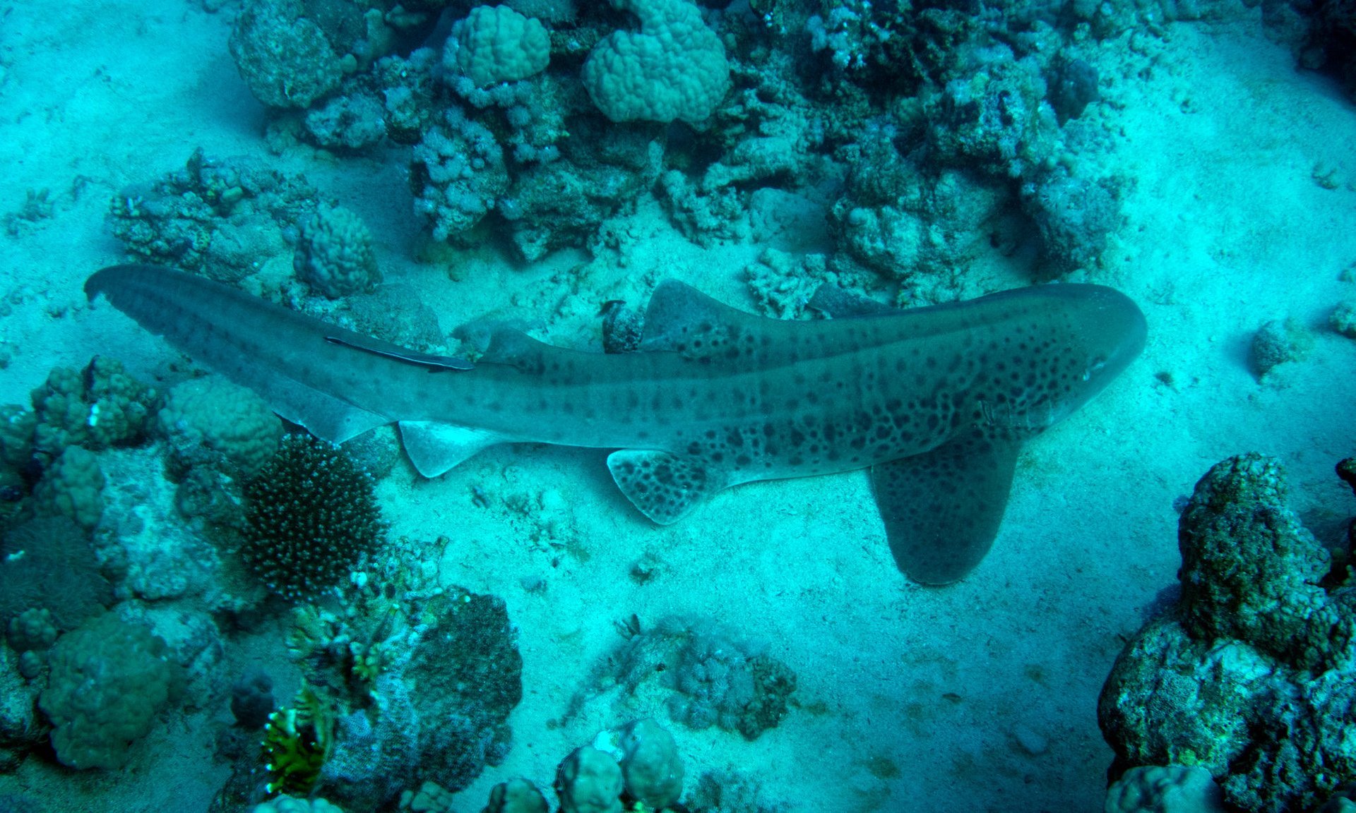 Tiburones en el Mar Rojo