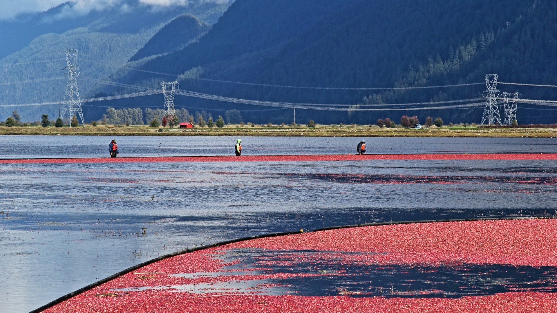 Raccolta del mirtillo rosso