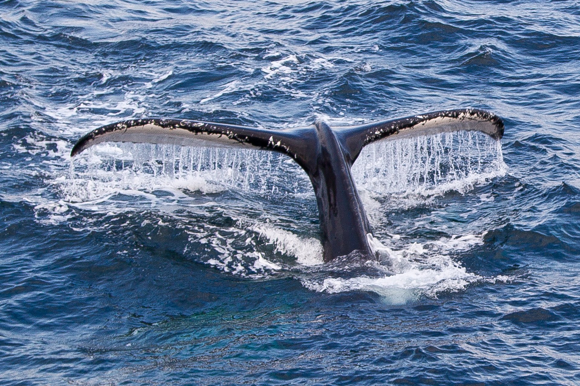 Whale Watching (Walbeobachtung)