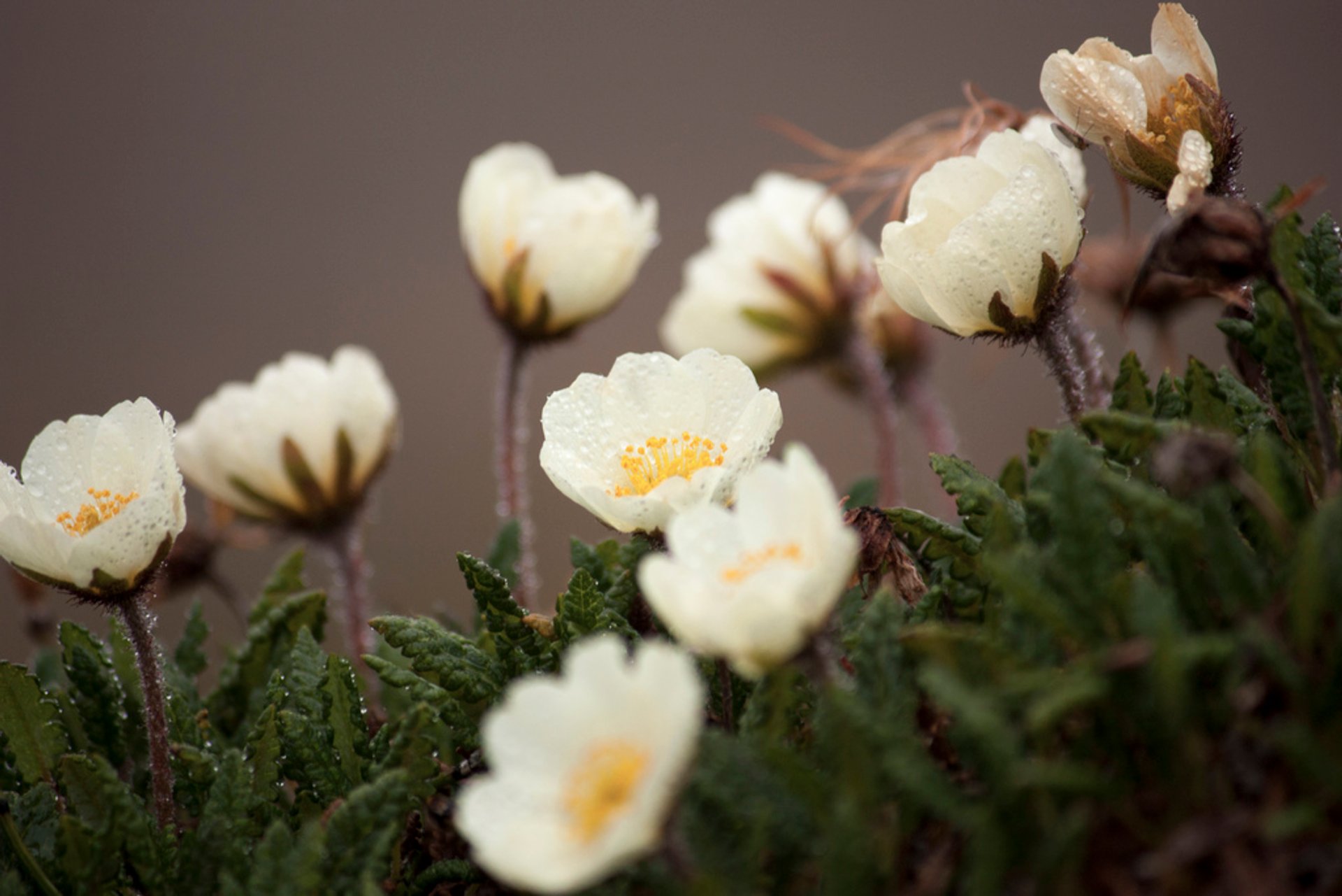 Fleurs sauvages