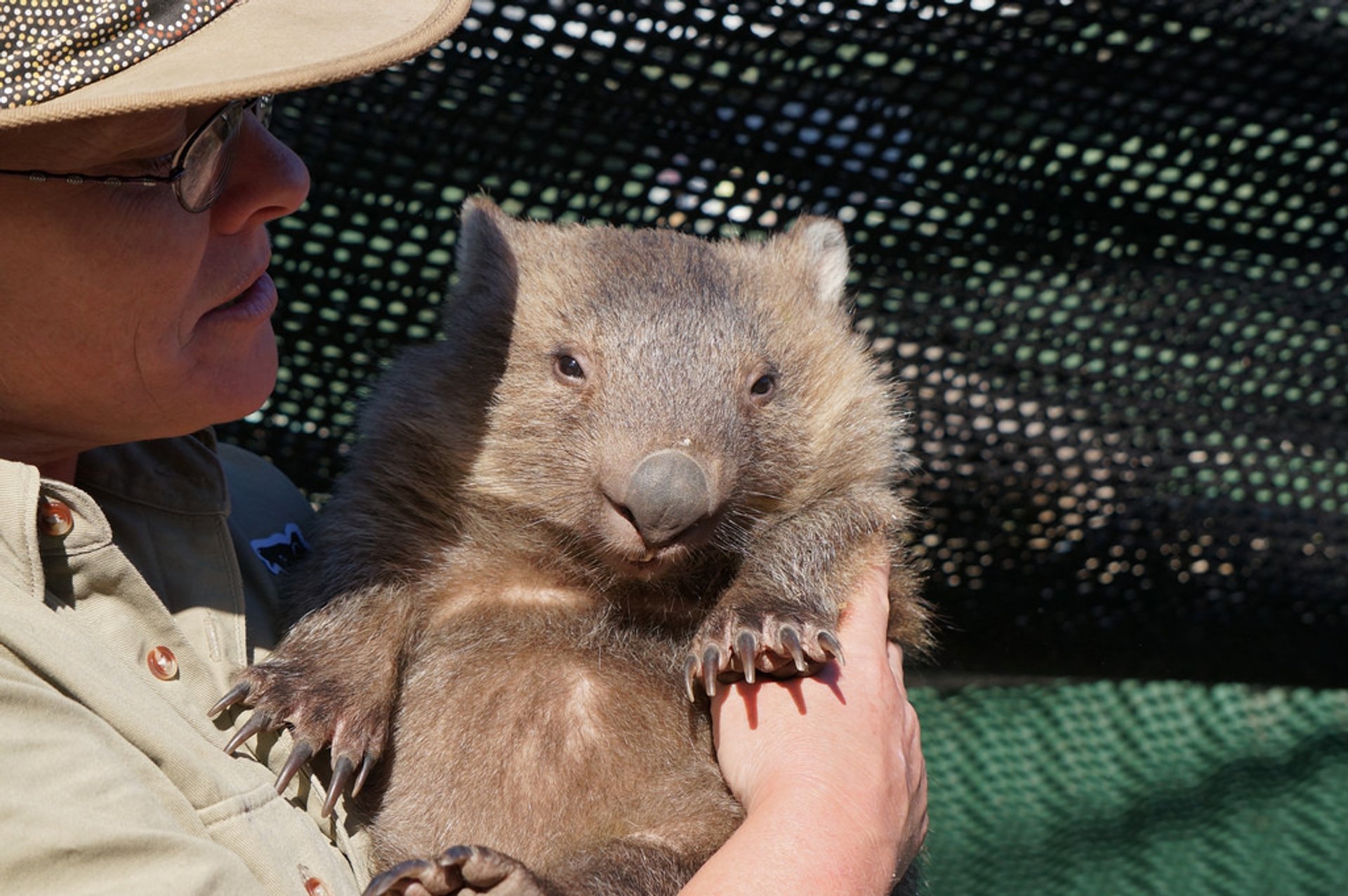 Wombat beobachten