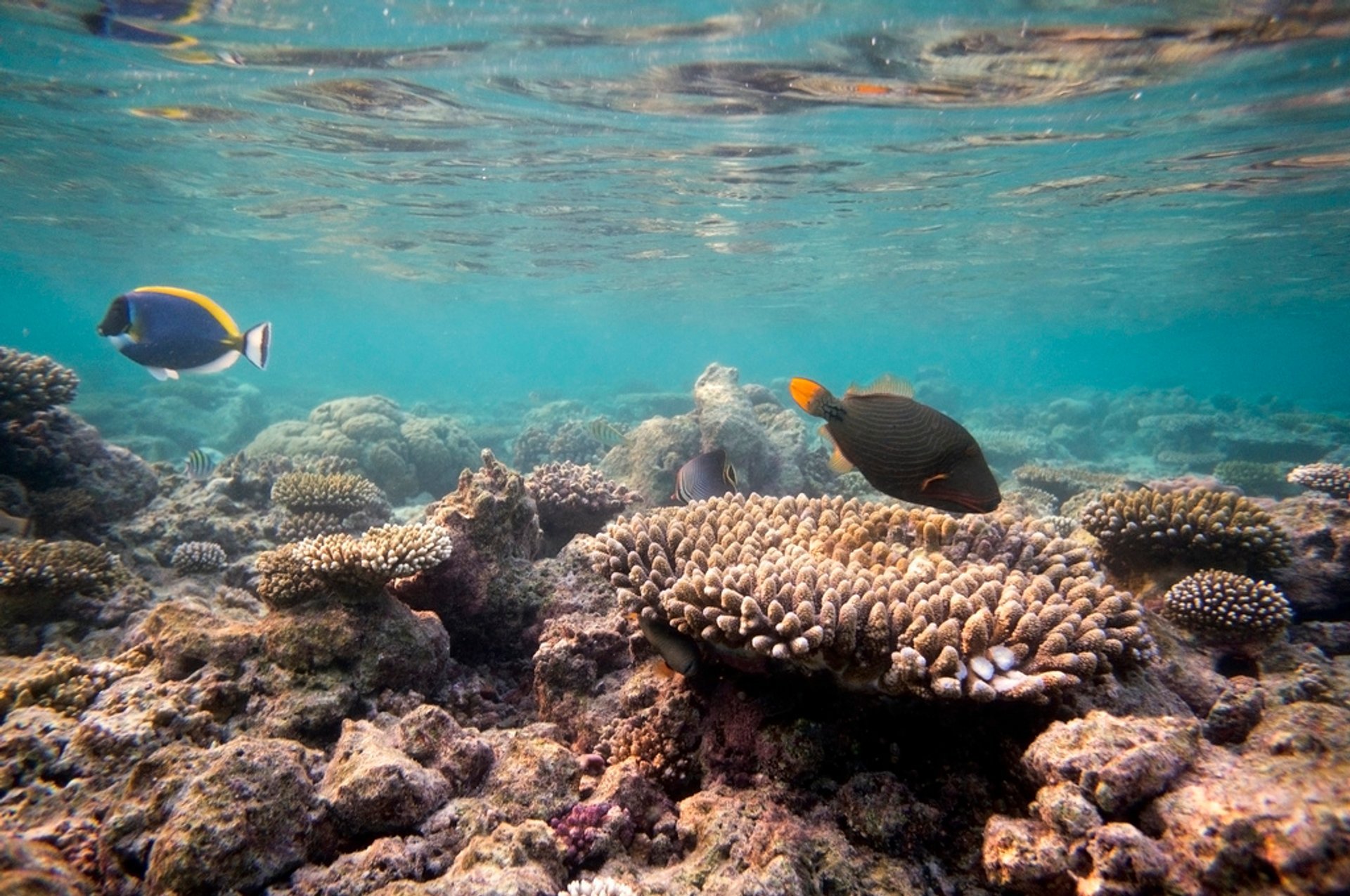 Plongée sous-marine et snorkeling