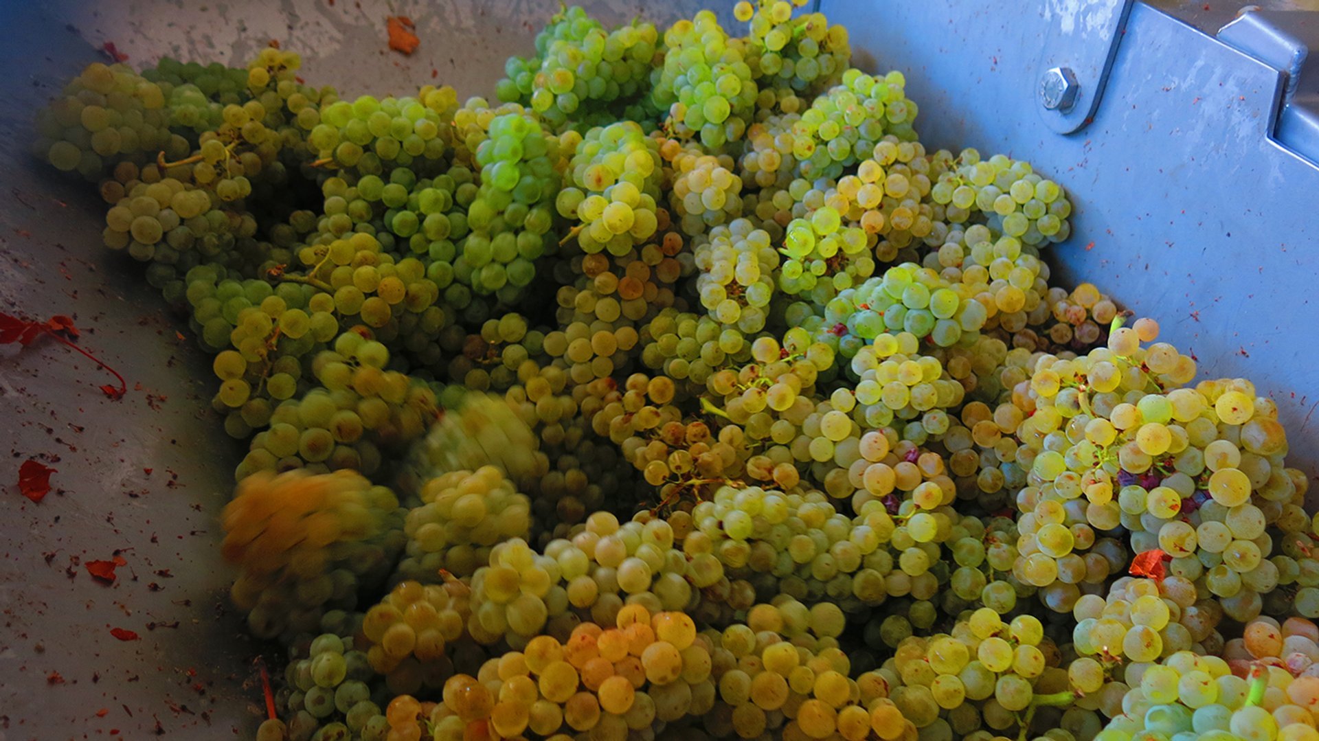 Grape Harvest