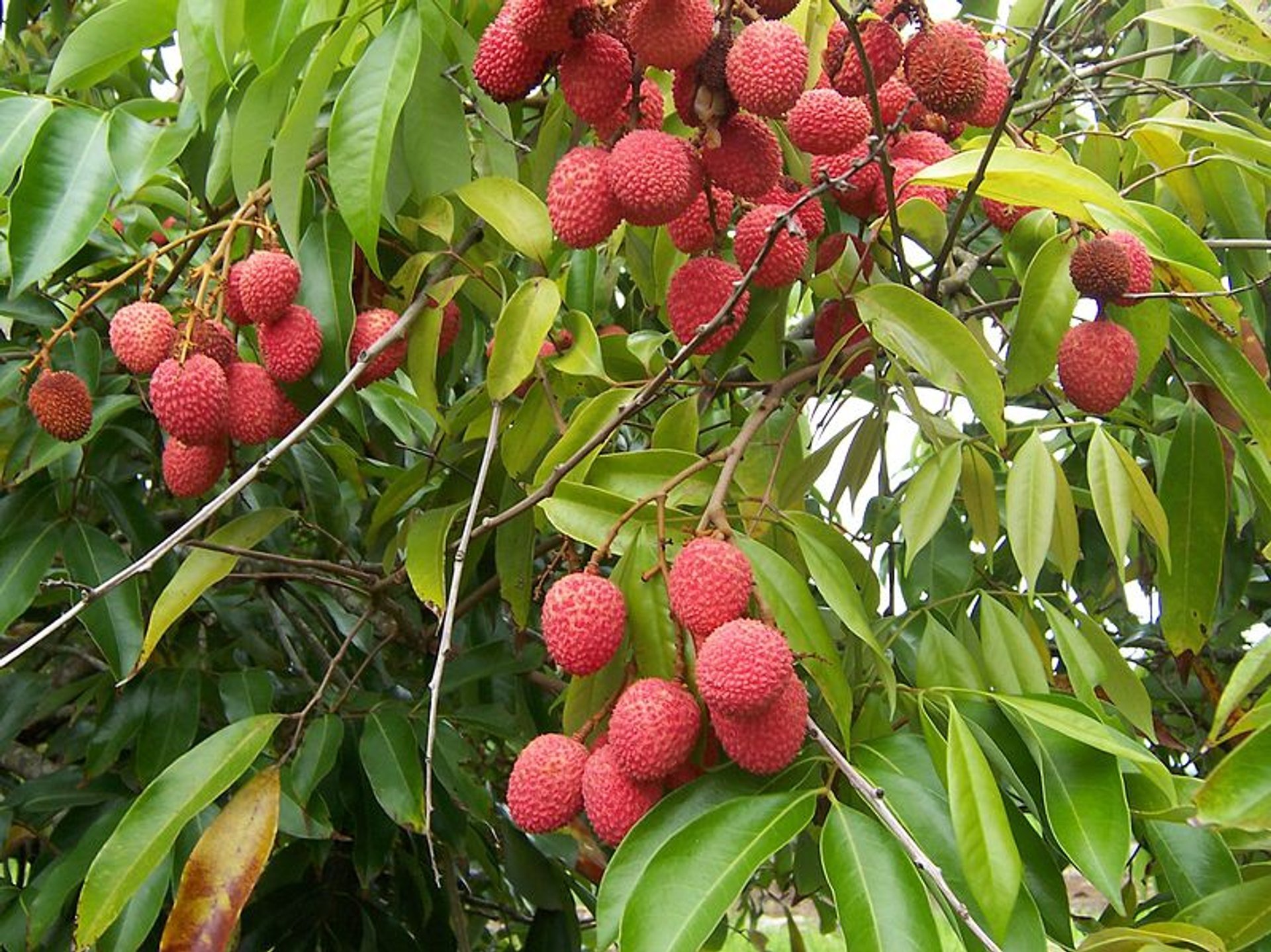 Saison des fruits exotiques