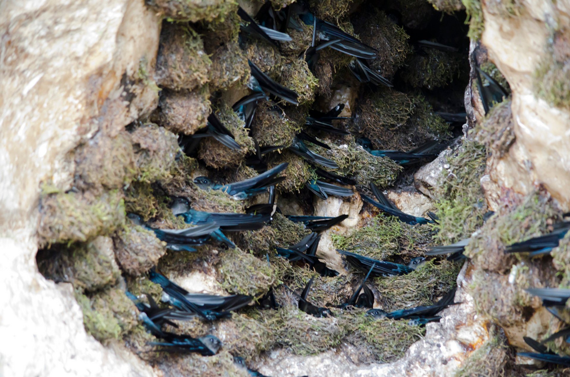 Harvest of Edible Swiftlet Nests