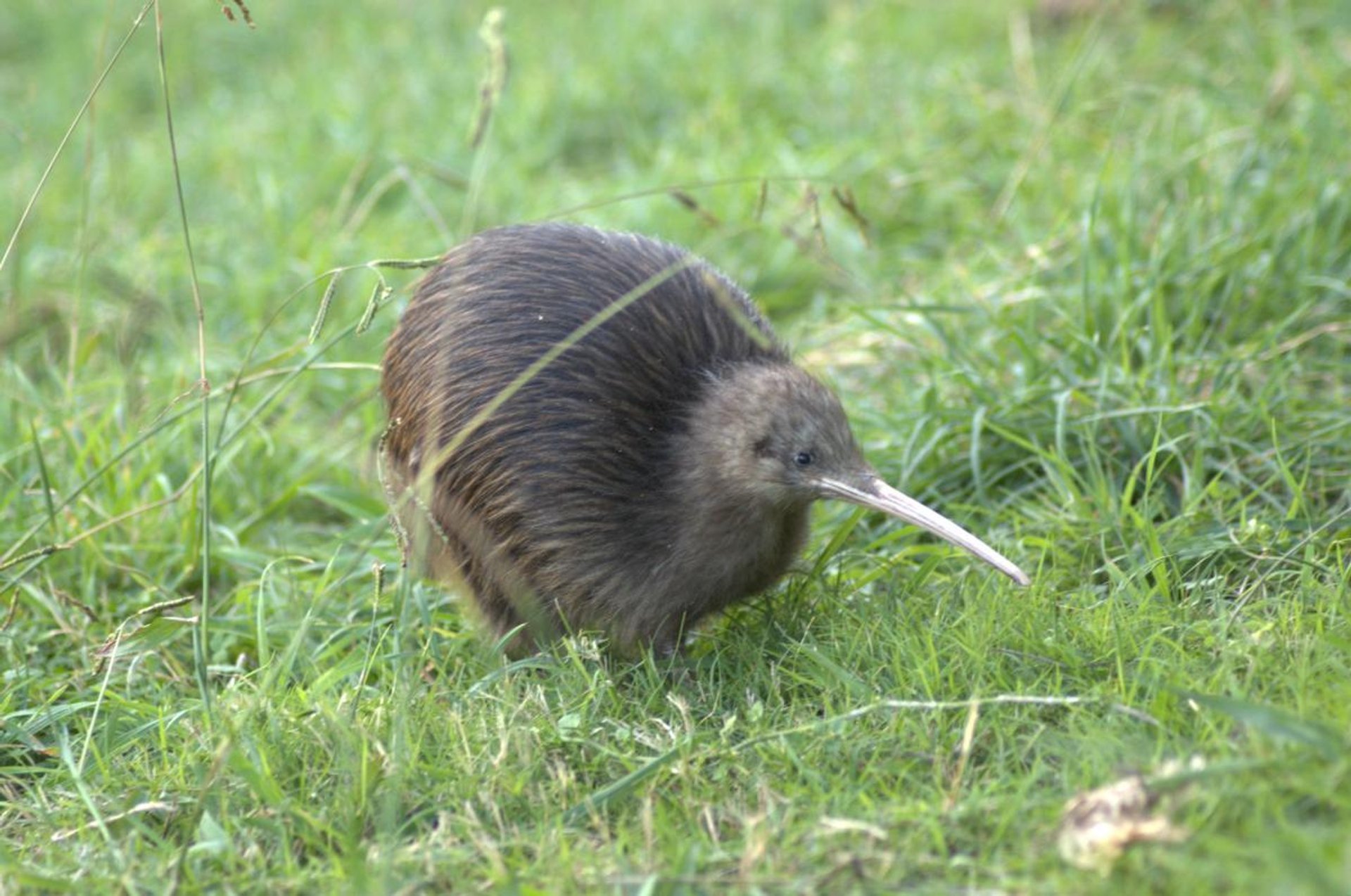 Kiwis' Breeding Season