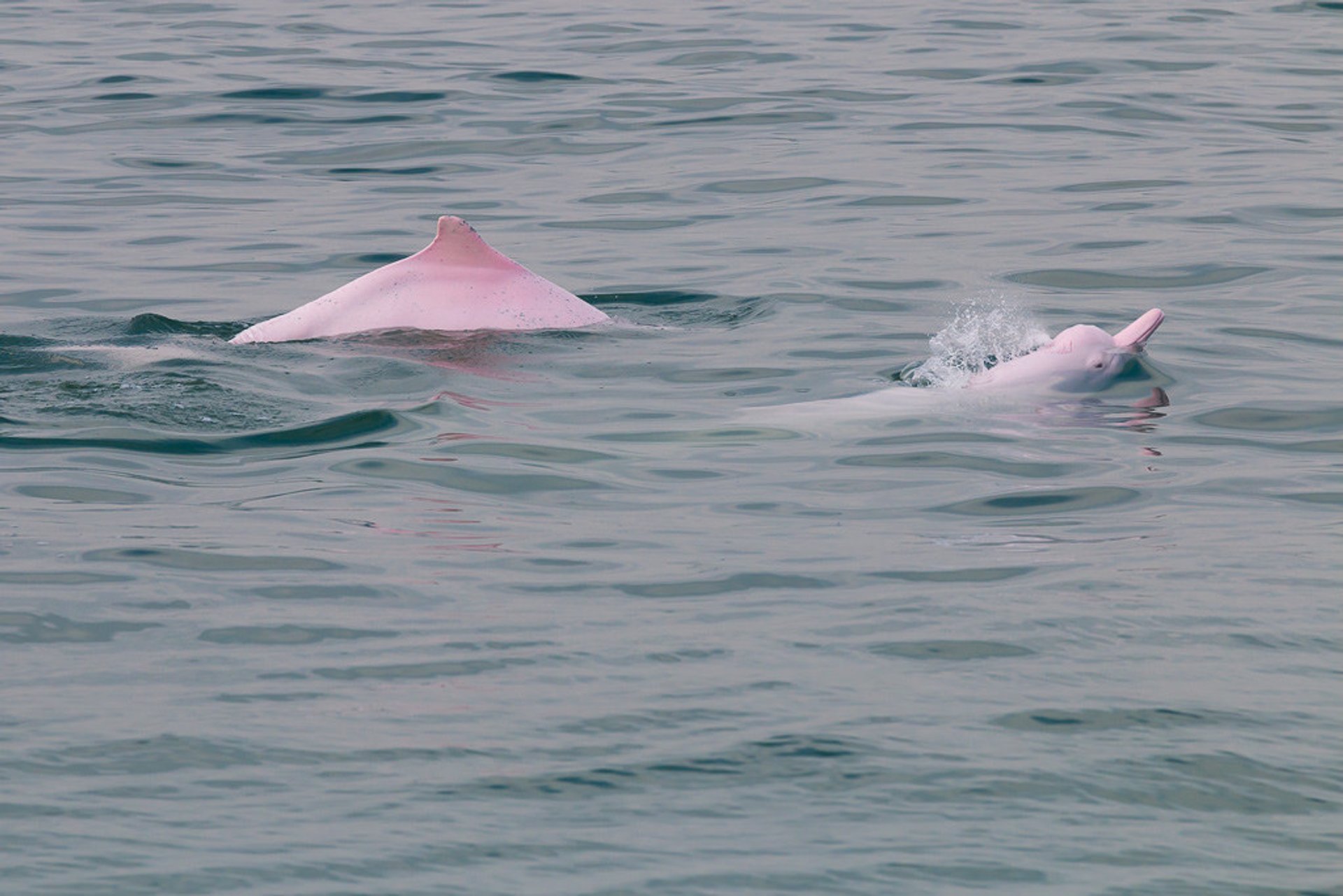 Observação de golfinhos cor de rosa