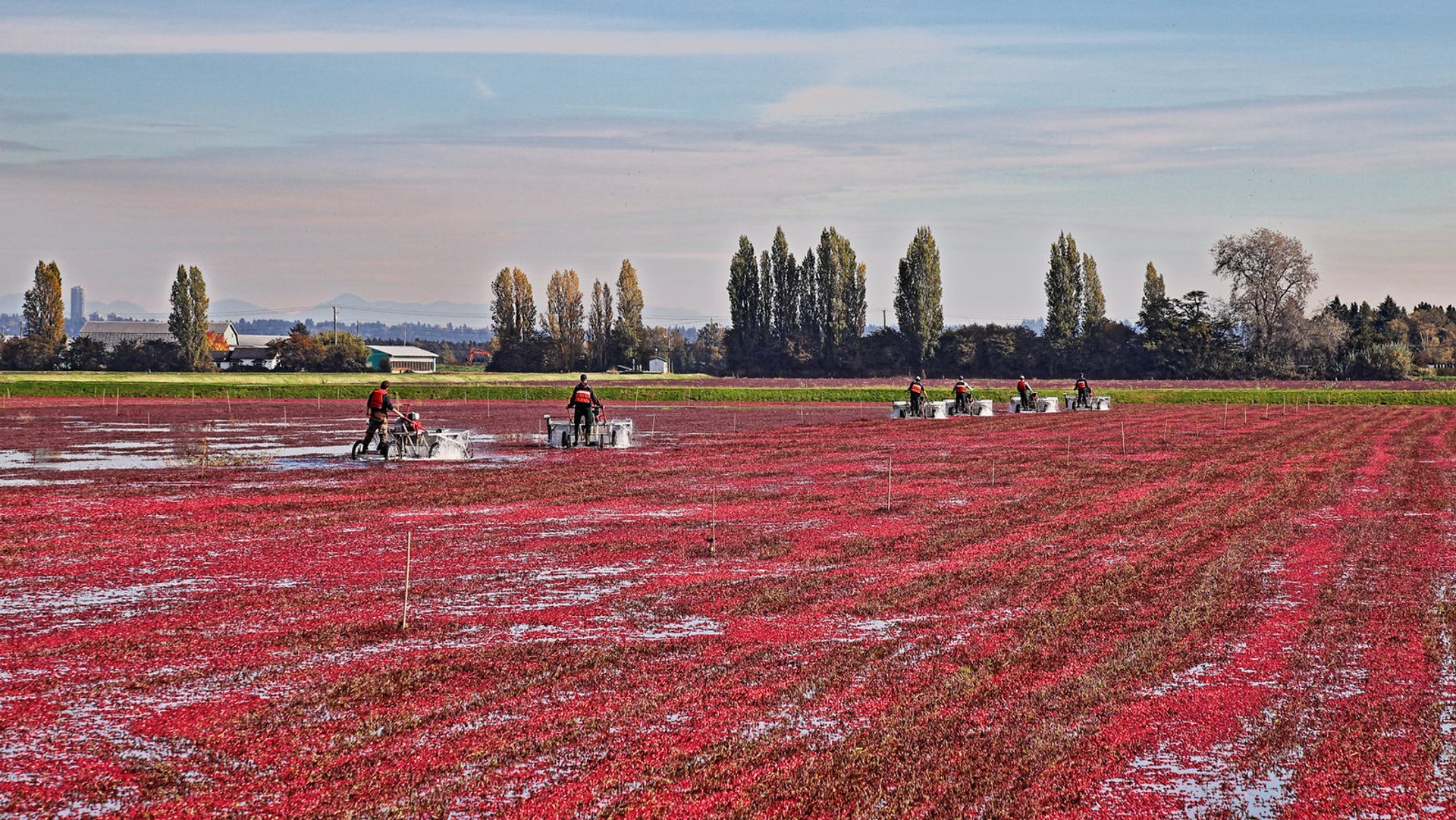 Raccolta del mirtillo rosso