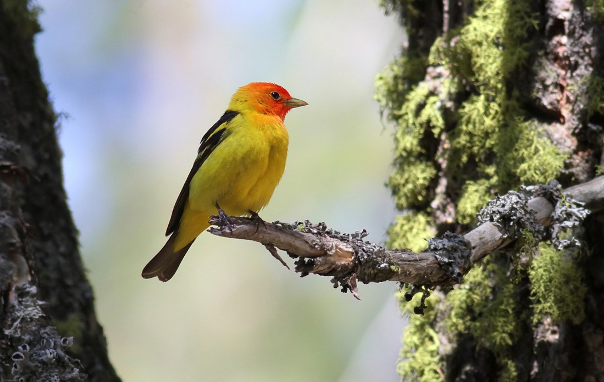 Vogelbeobachtung