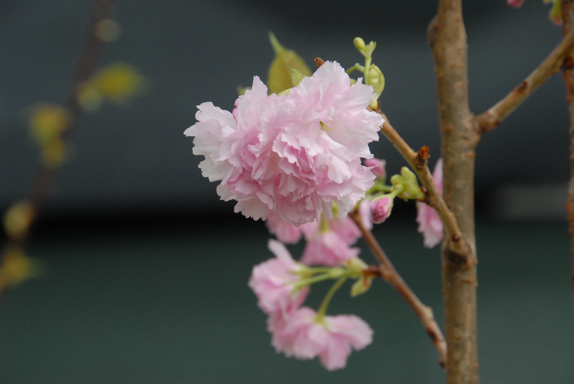 Cerezos en flor en Arizona, 2024