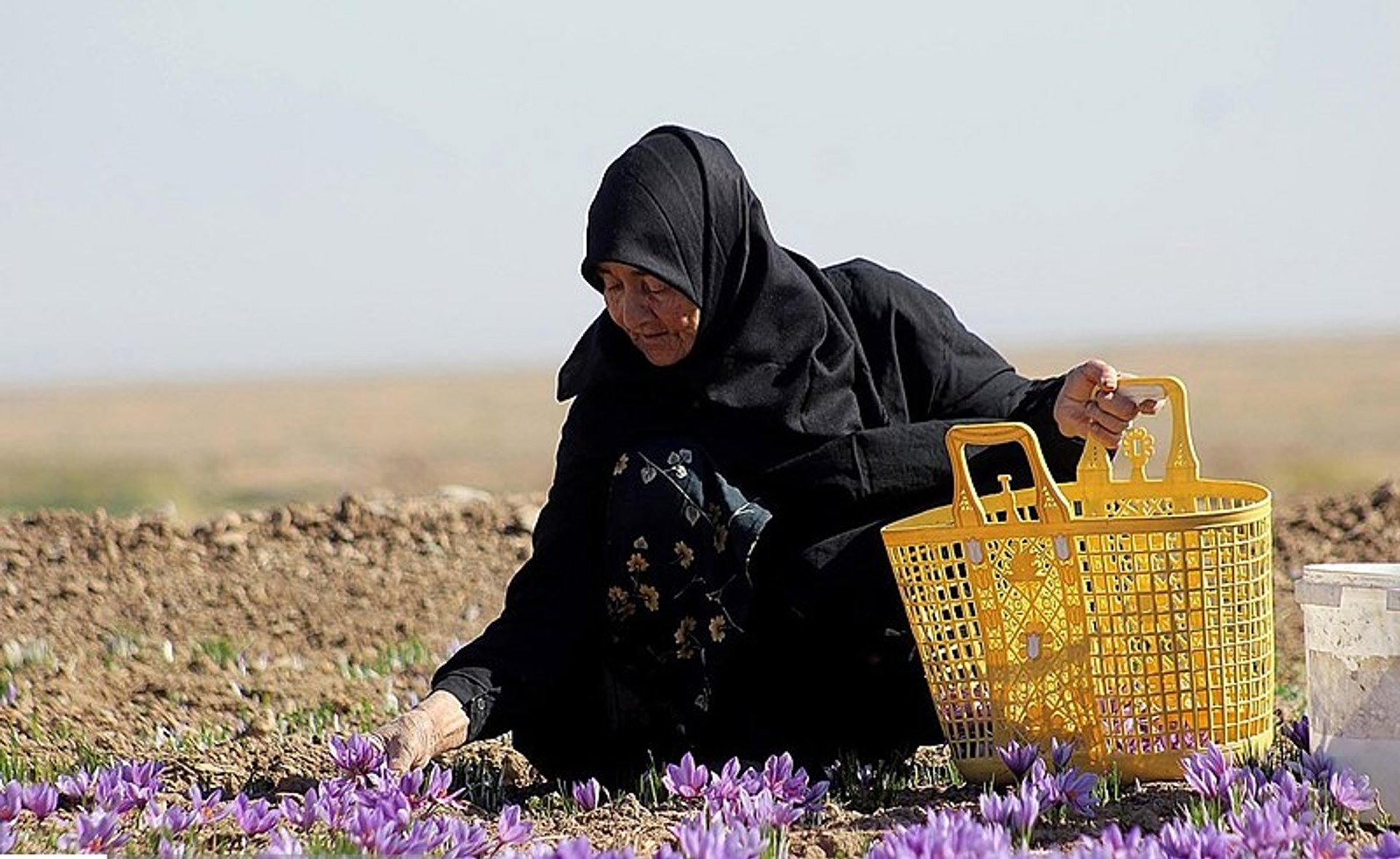 Saffron Harvest