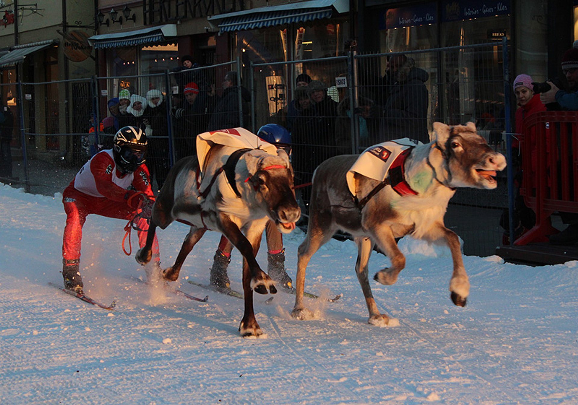 World Reindeer Racing Championships (Sami Week)