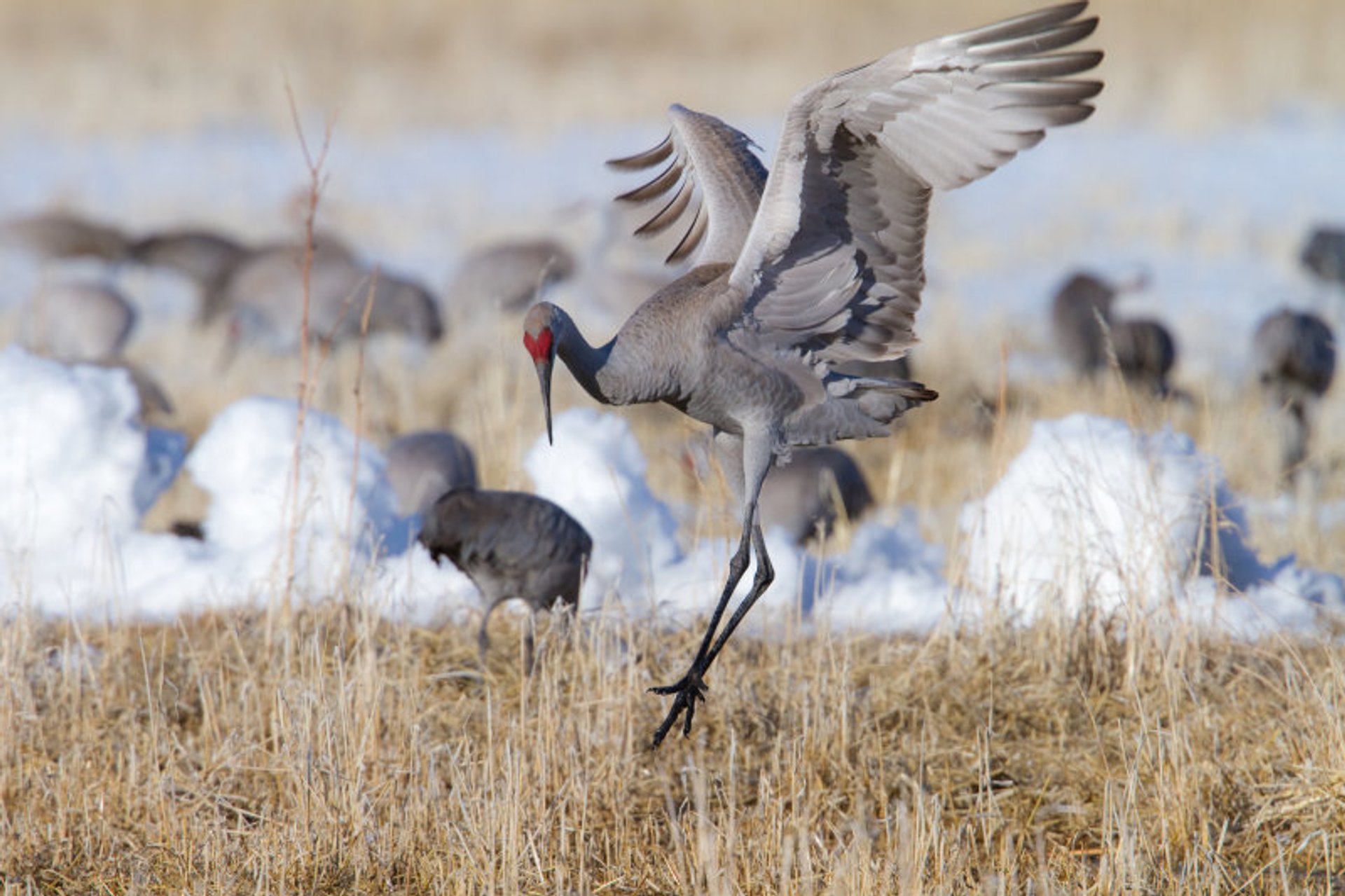 Why the Sandhill Crane is Not a Suitable Game Species - Michigan