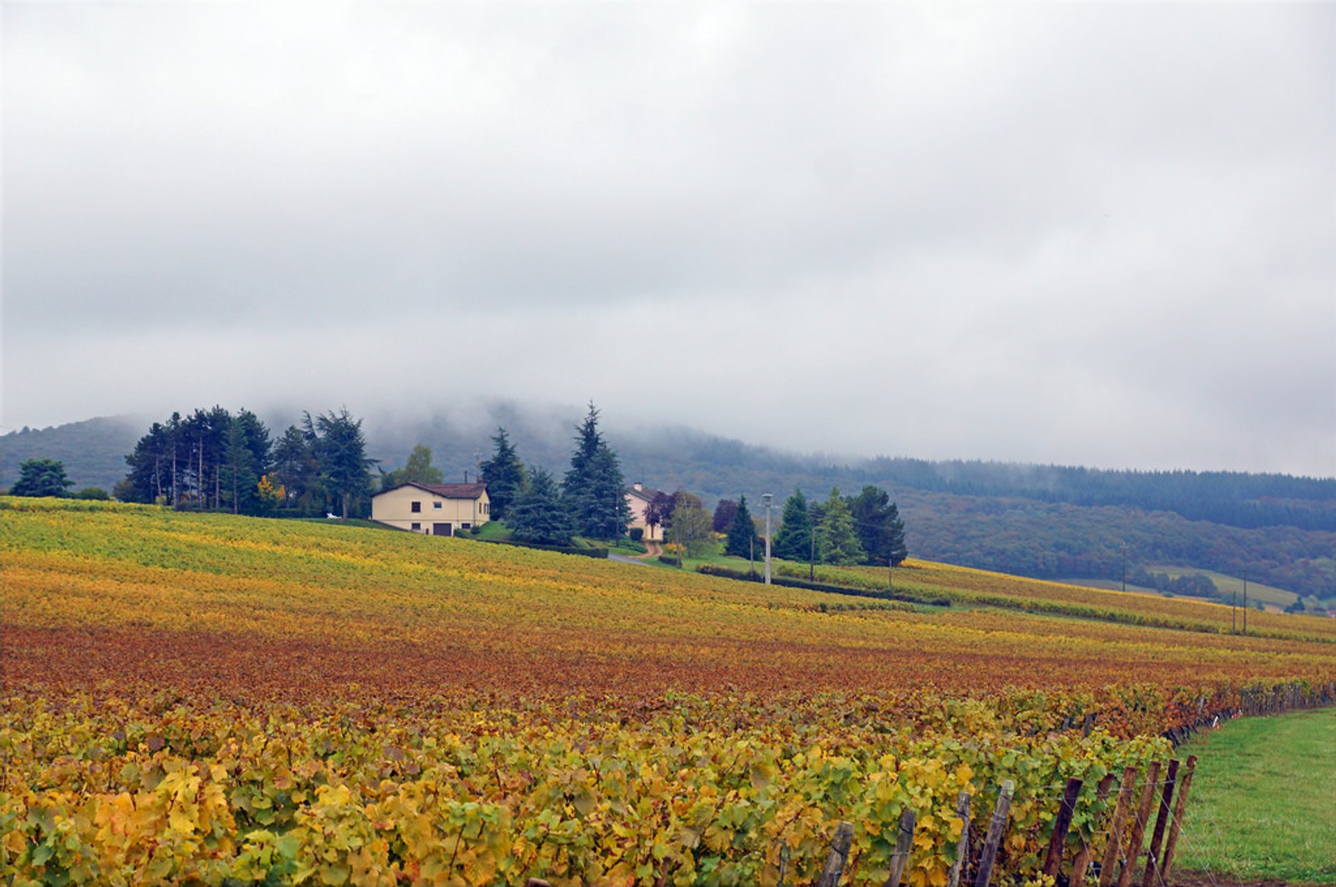 Wine Harvest France 2024 Lisha Philipa