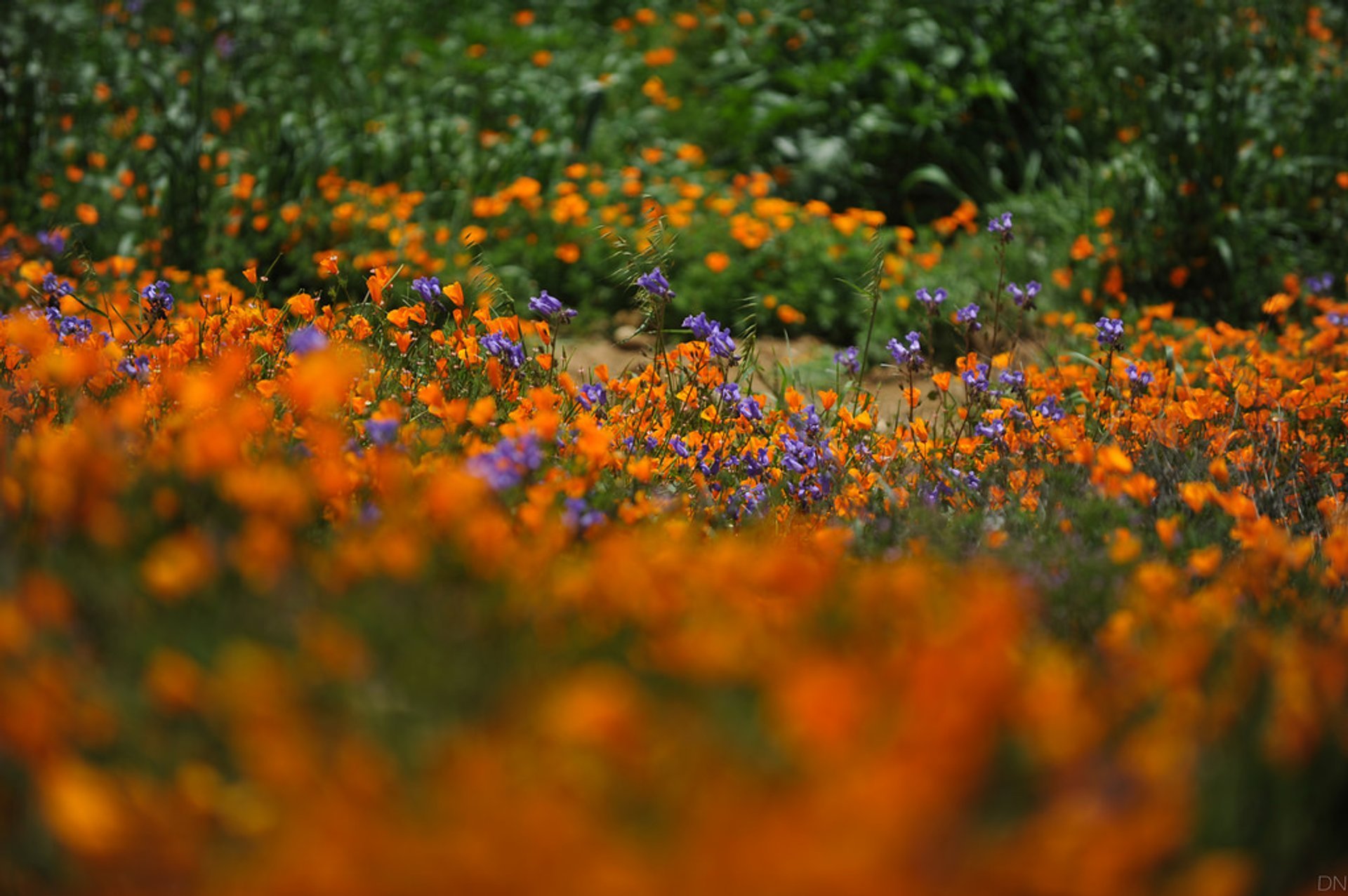 Chino Hills State Park Wildflowers