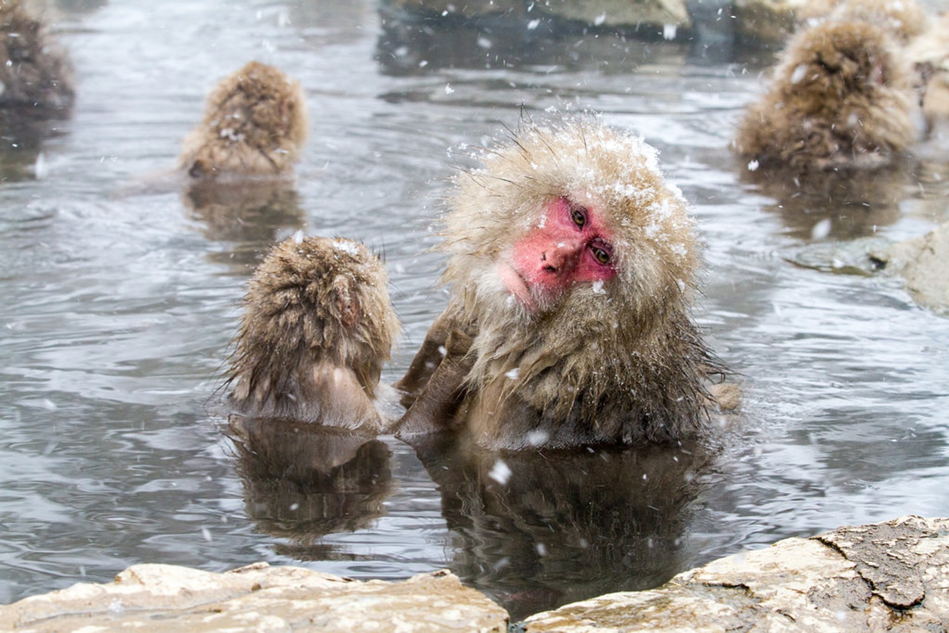 Monos de la nieve en parque de monos salvajes Jigokudani en Nagano, Japón