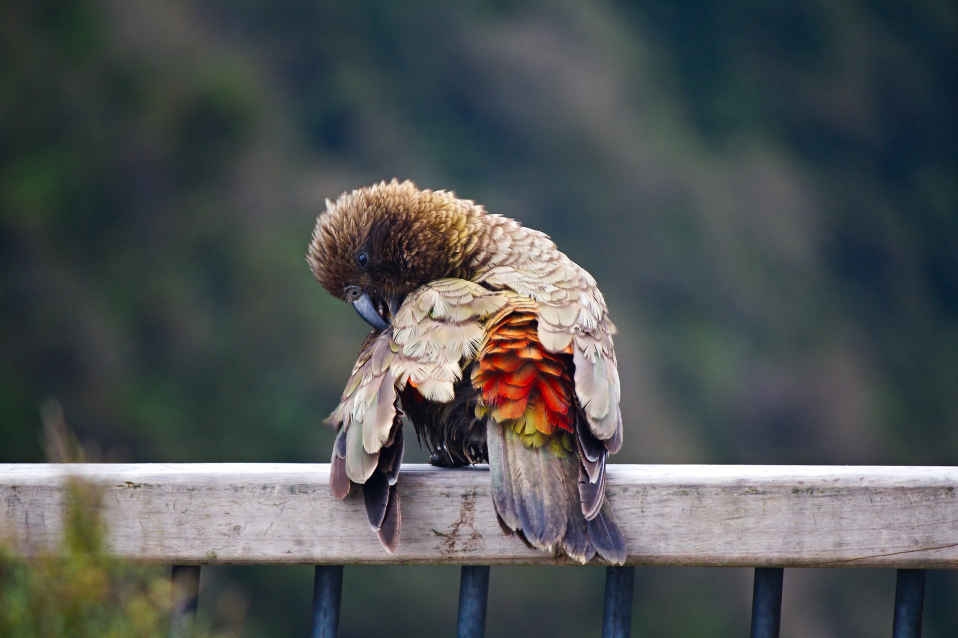 Kea Bird