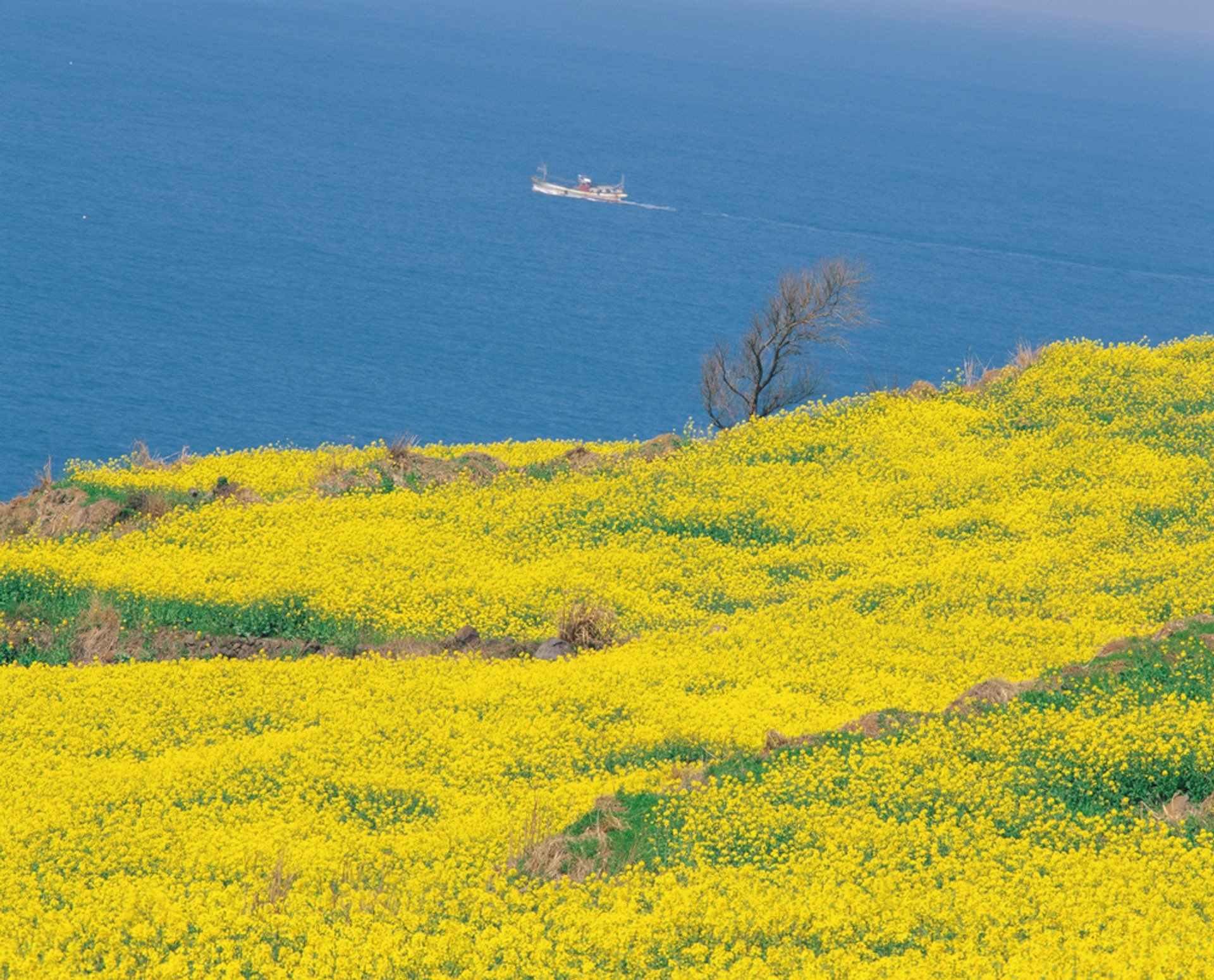 Canola (Yuche) Bloom on Jeju Island