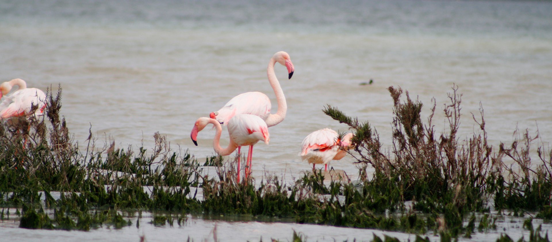 Los flamencos de la Laguna de Fuente de Piedra