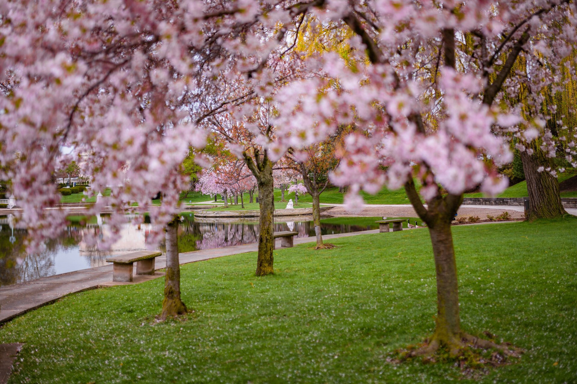 Kirschblüten