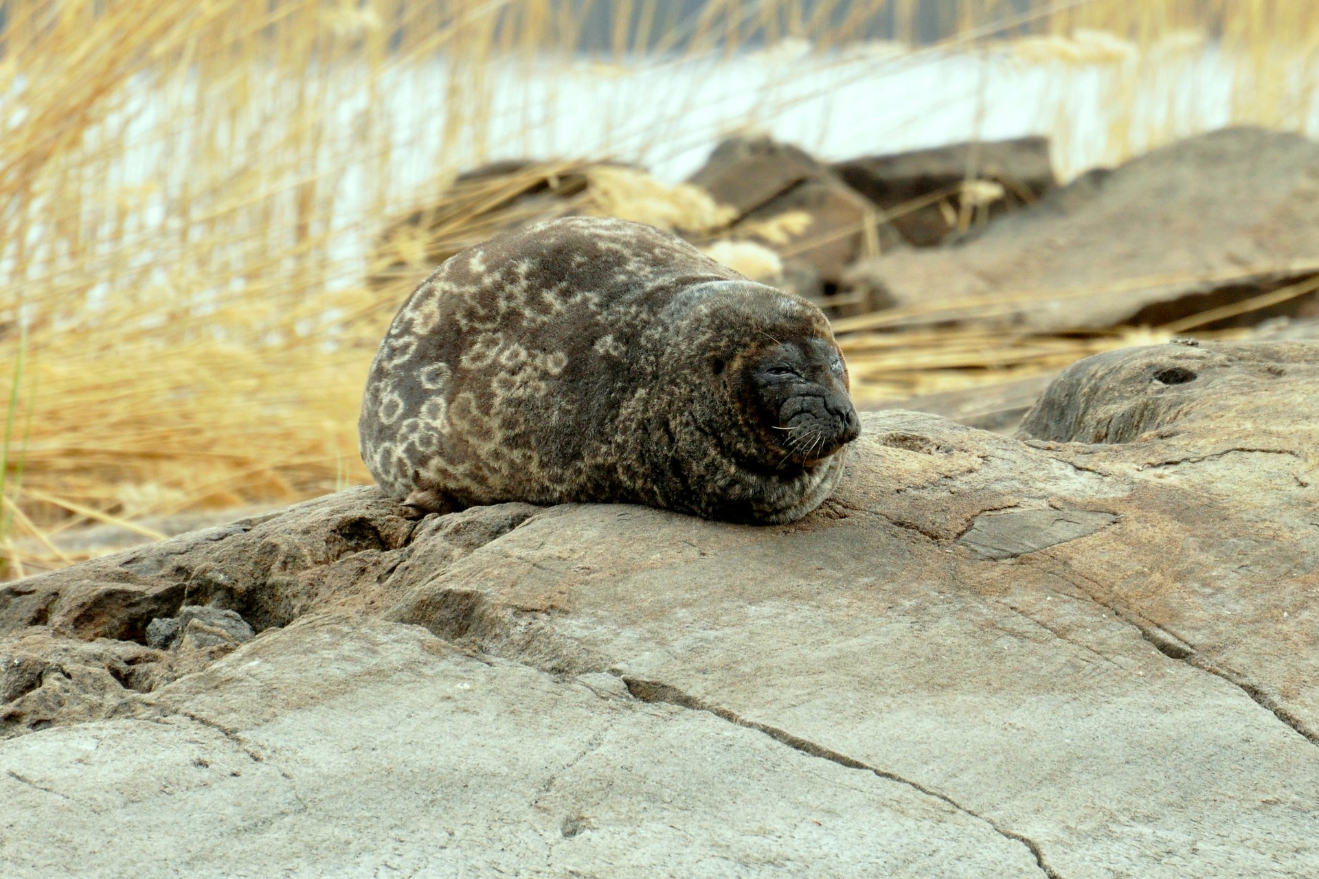 Seal Safari