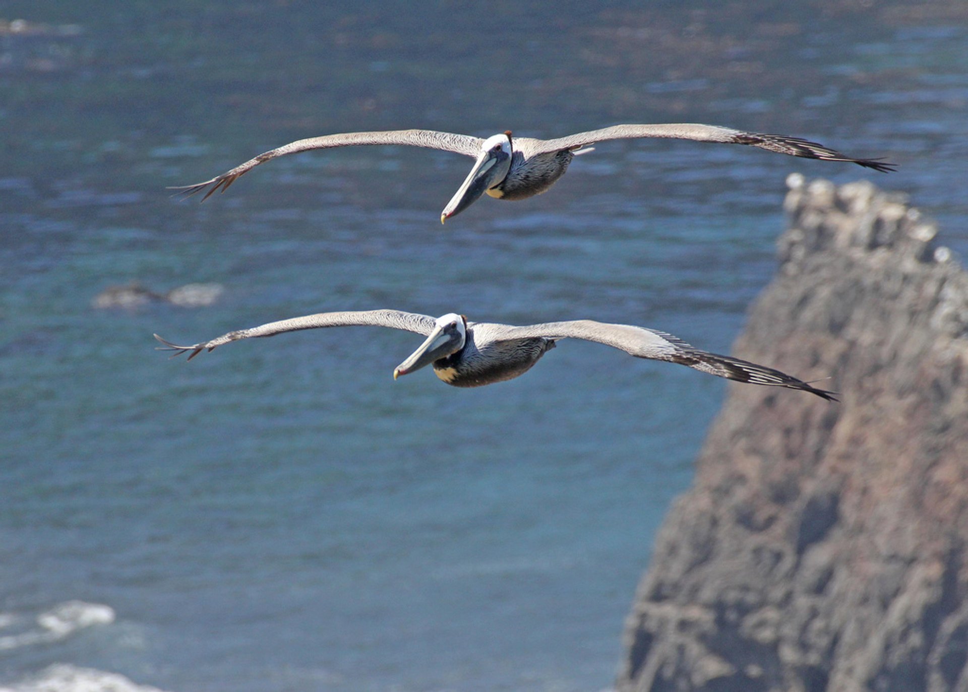 Pelicanos pardos