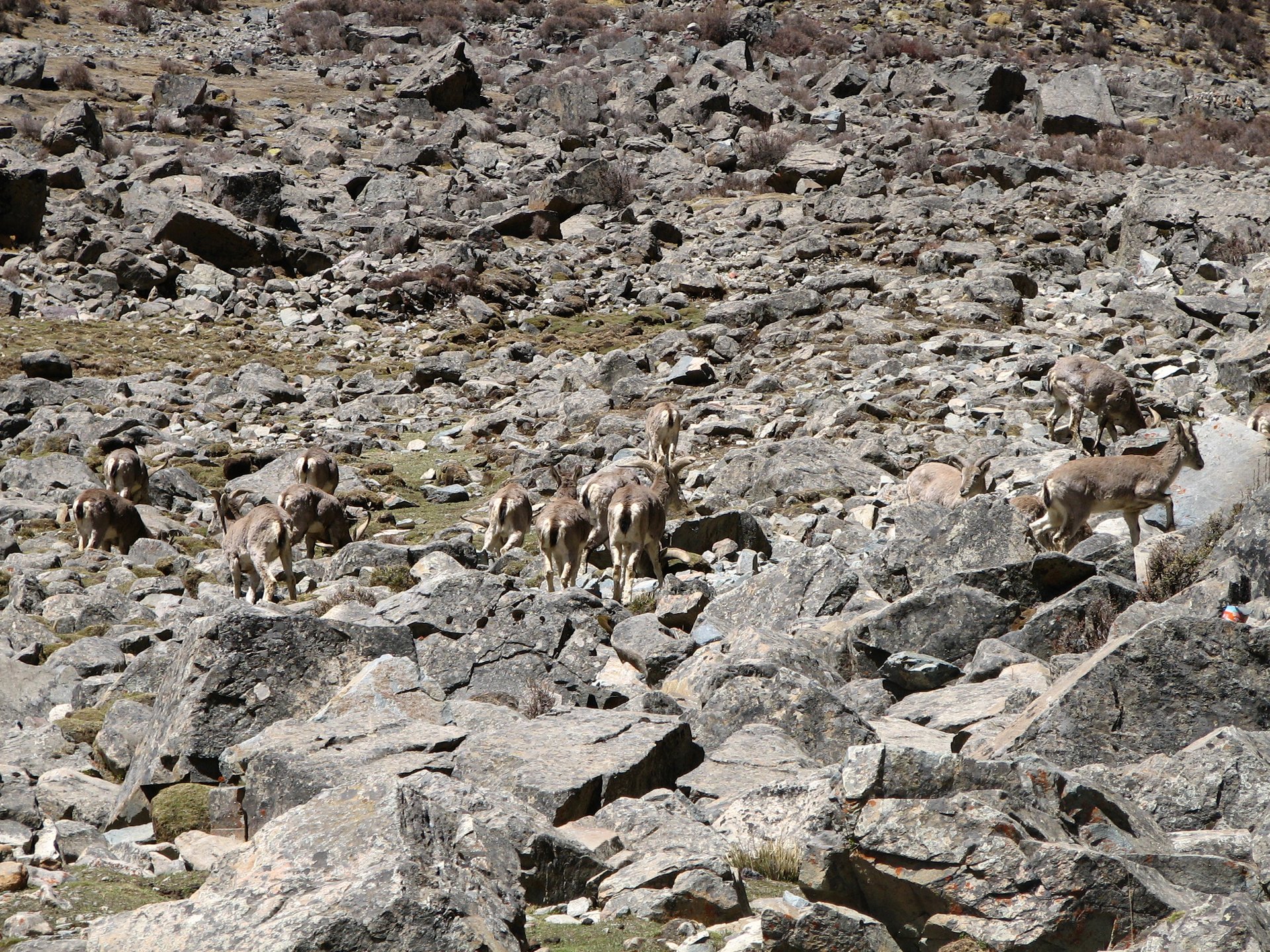 Antilope tibetana (Chiru)