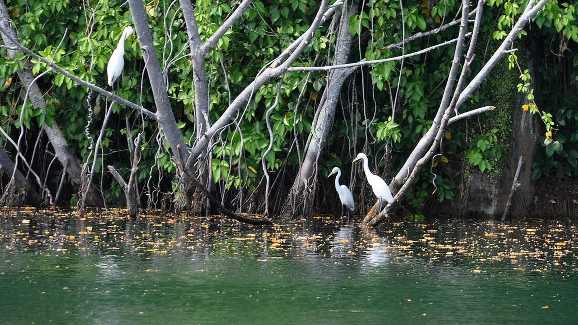 Kayak através de uma floresta de manguezais