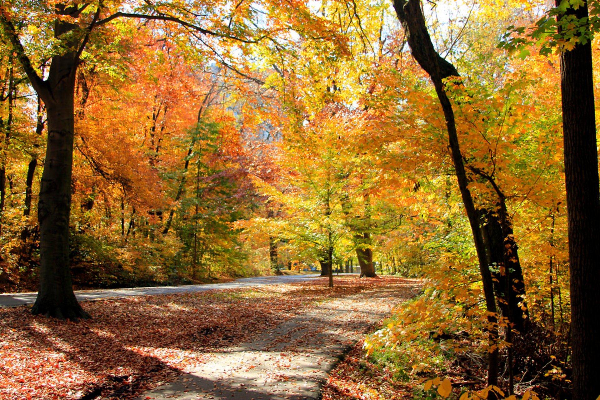 Herbstlaub in Kentucky