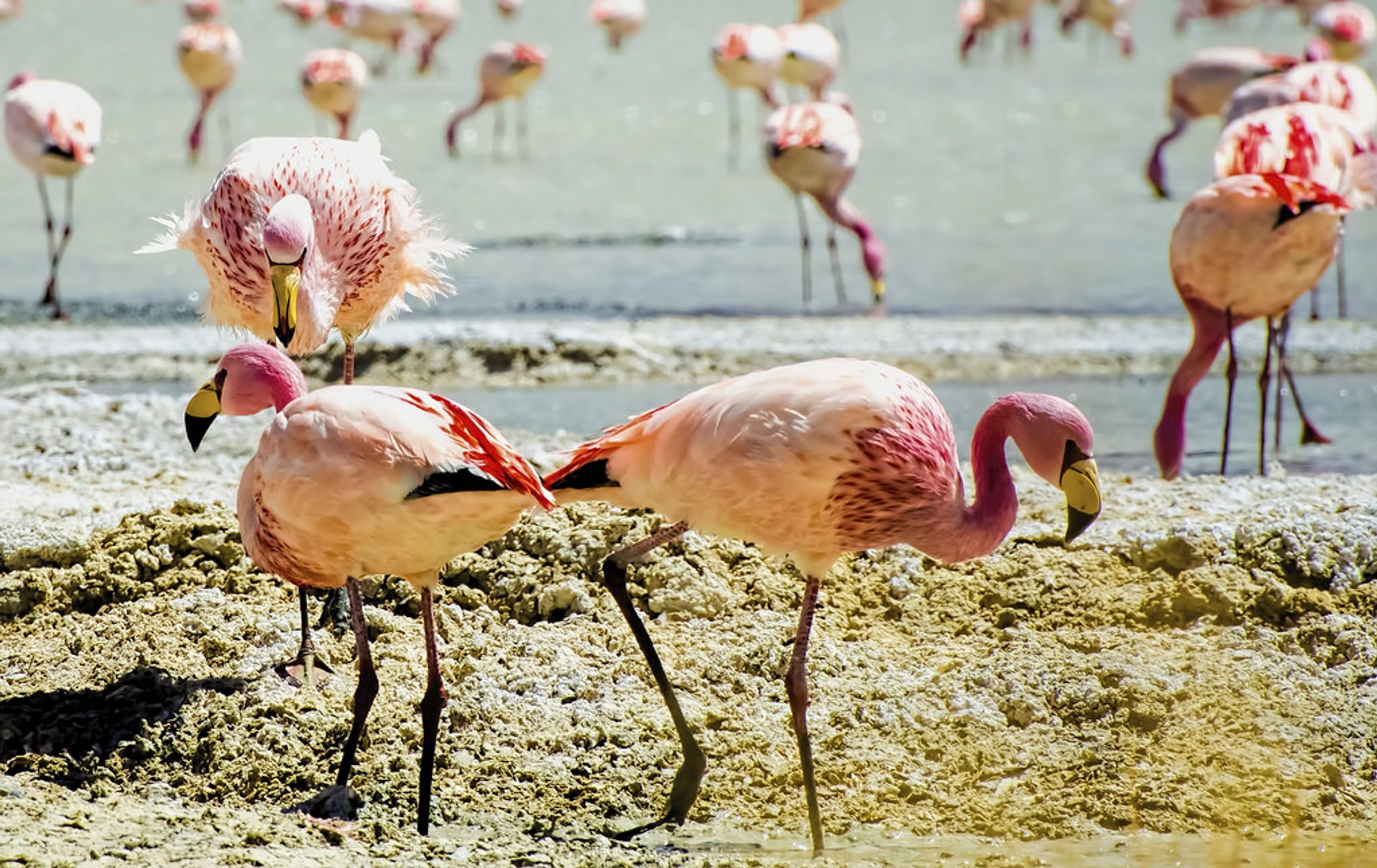 Flamants roses