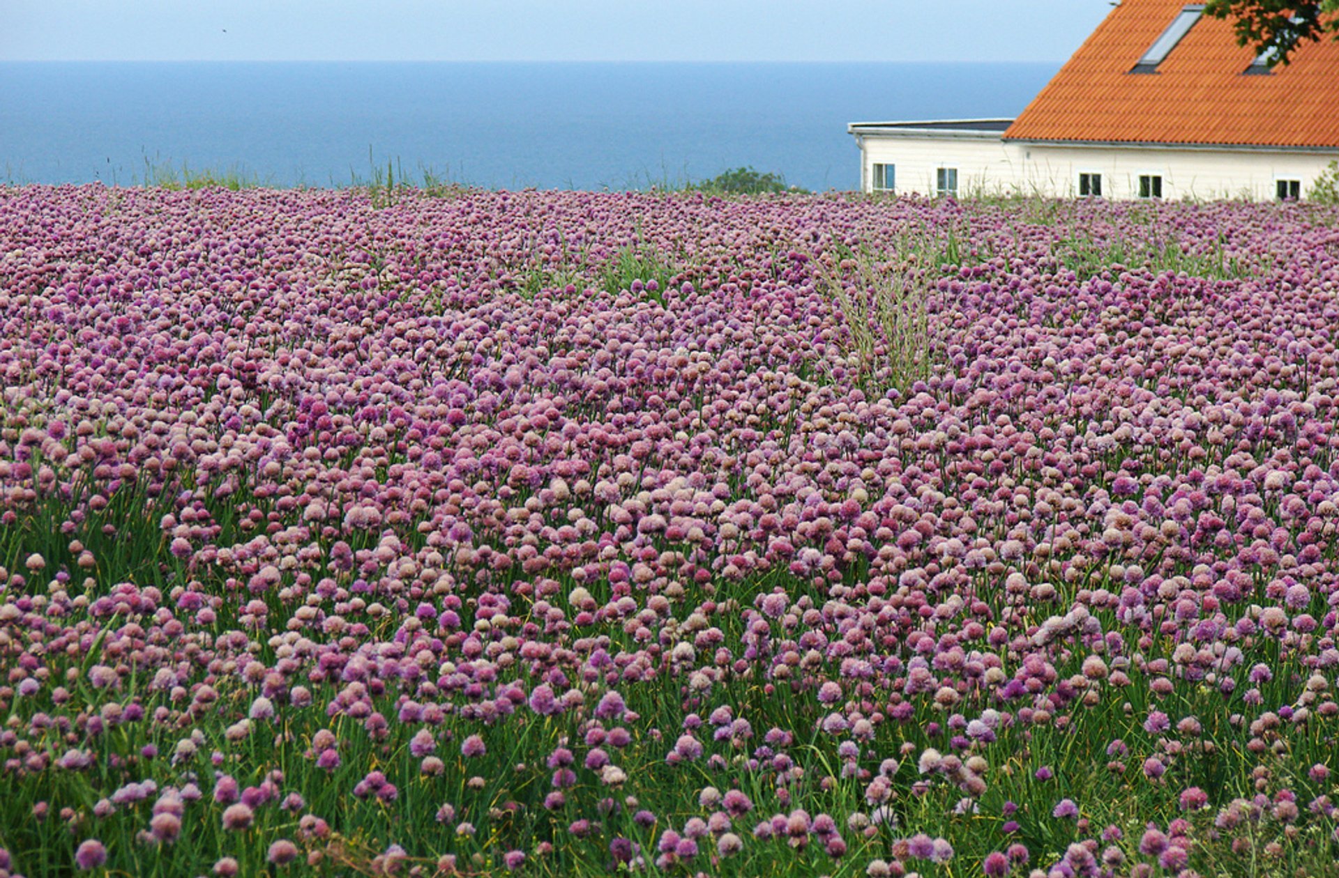 Campos de flores en Dinamarca, 2023