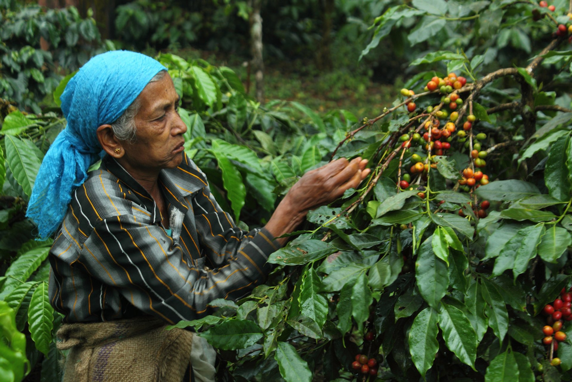 Cosecha del café