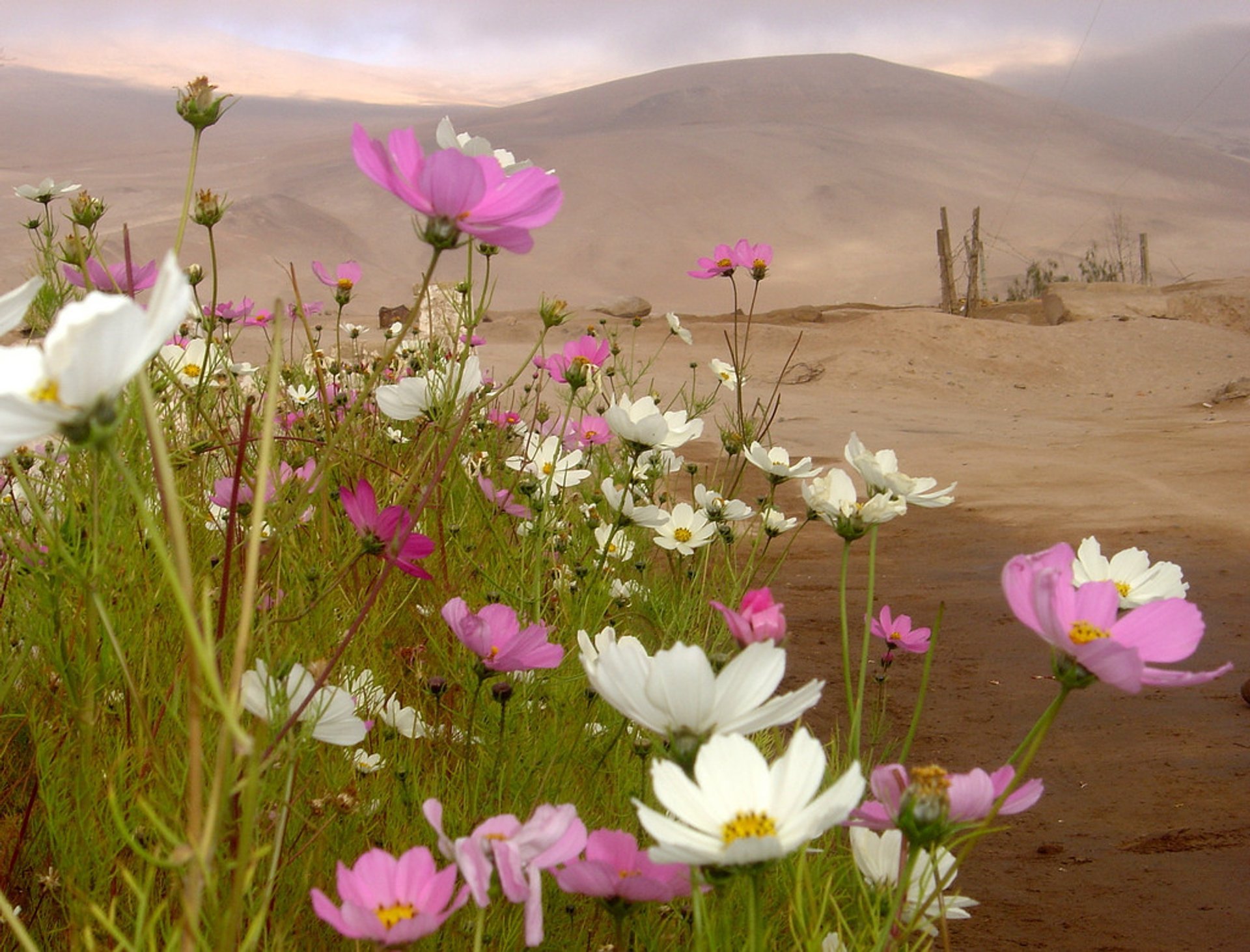 Fiori nel deserto di Atacama