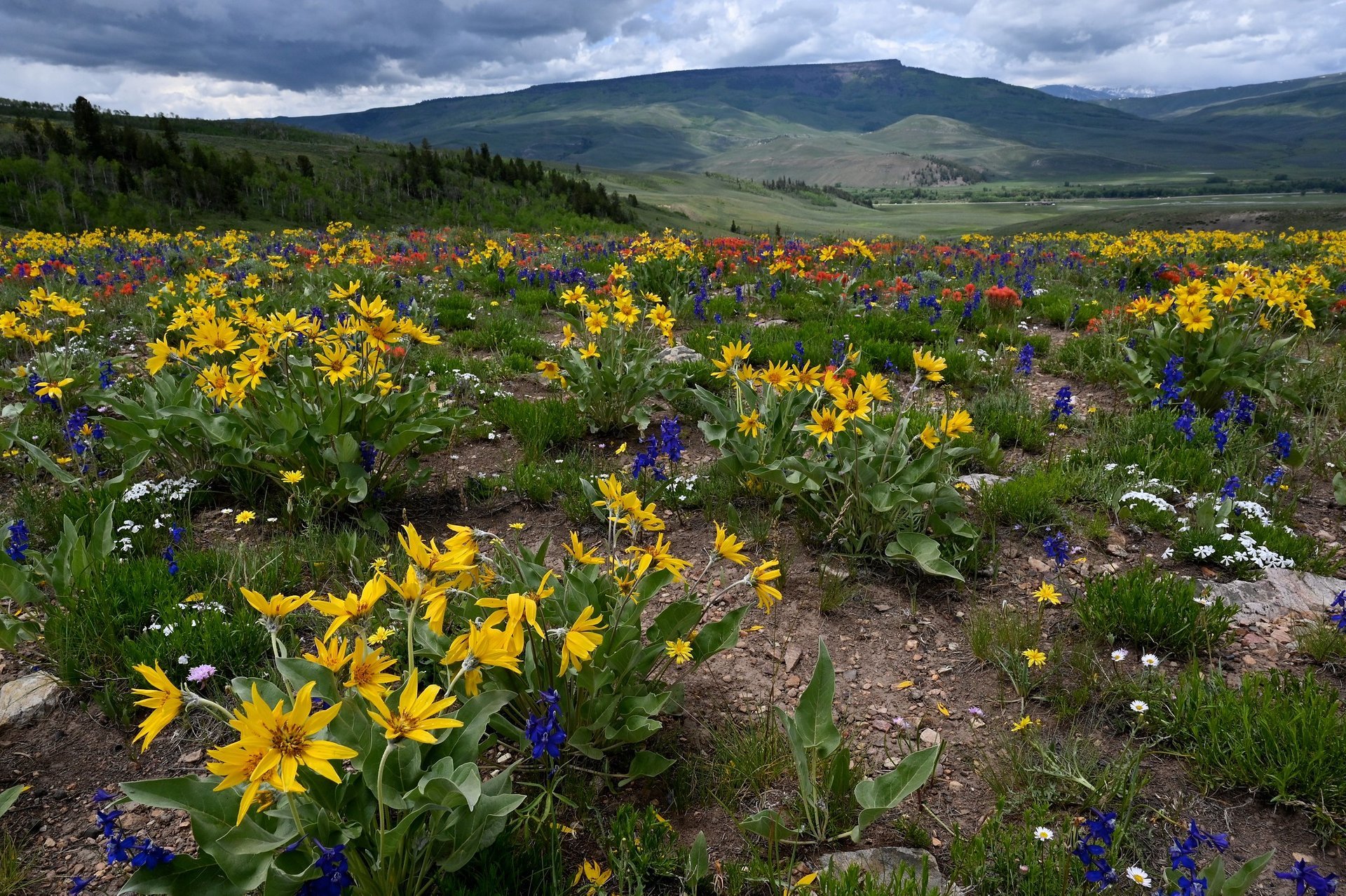 Find Colorado Wildflower Peak Season