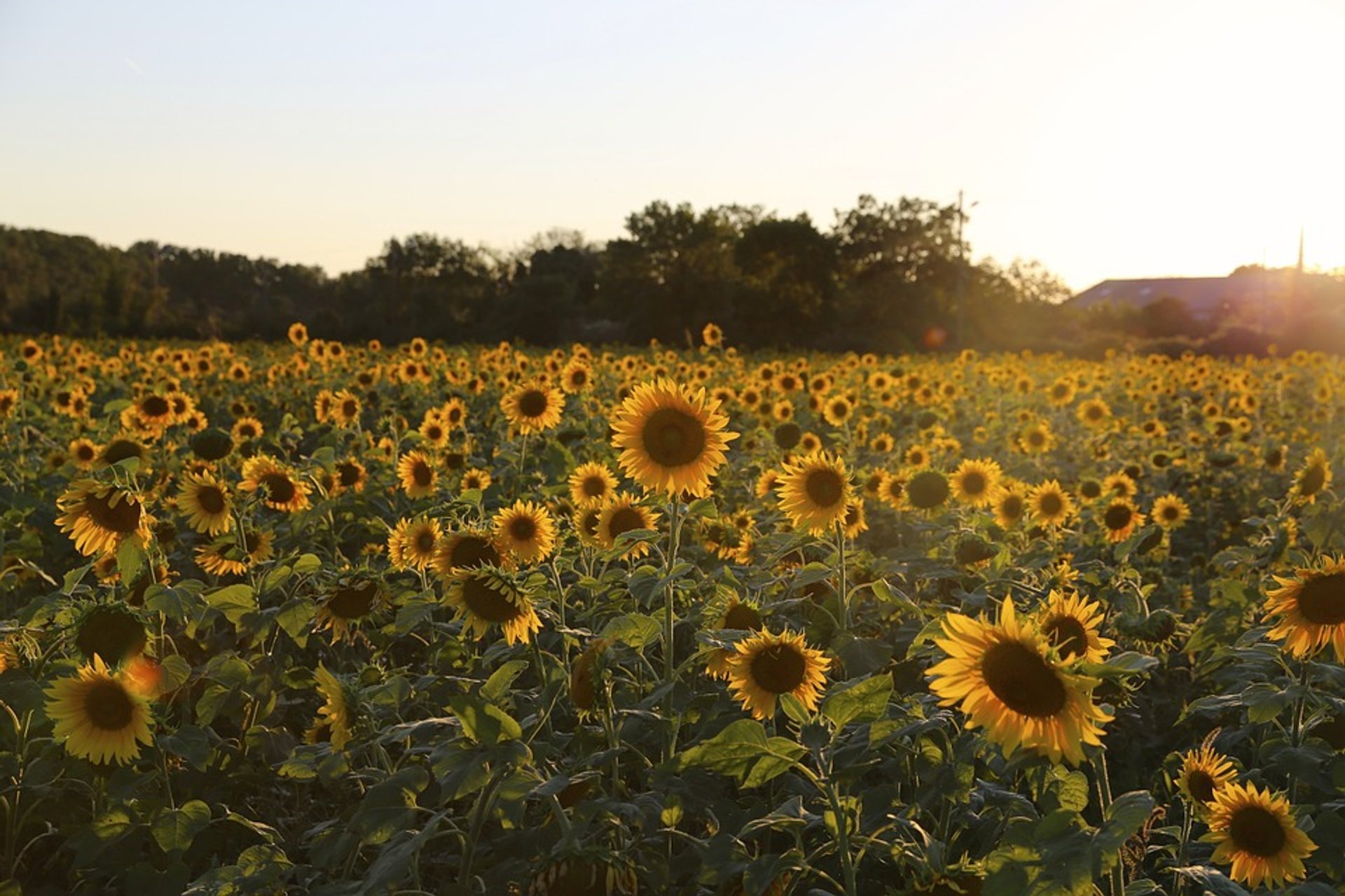 Sonnenblumenfelder