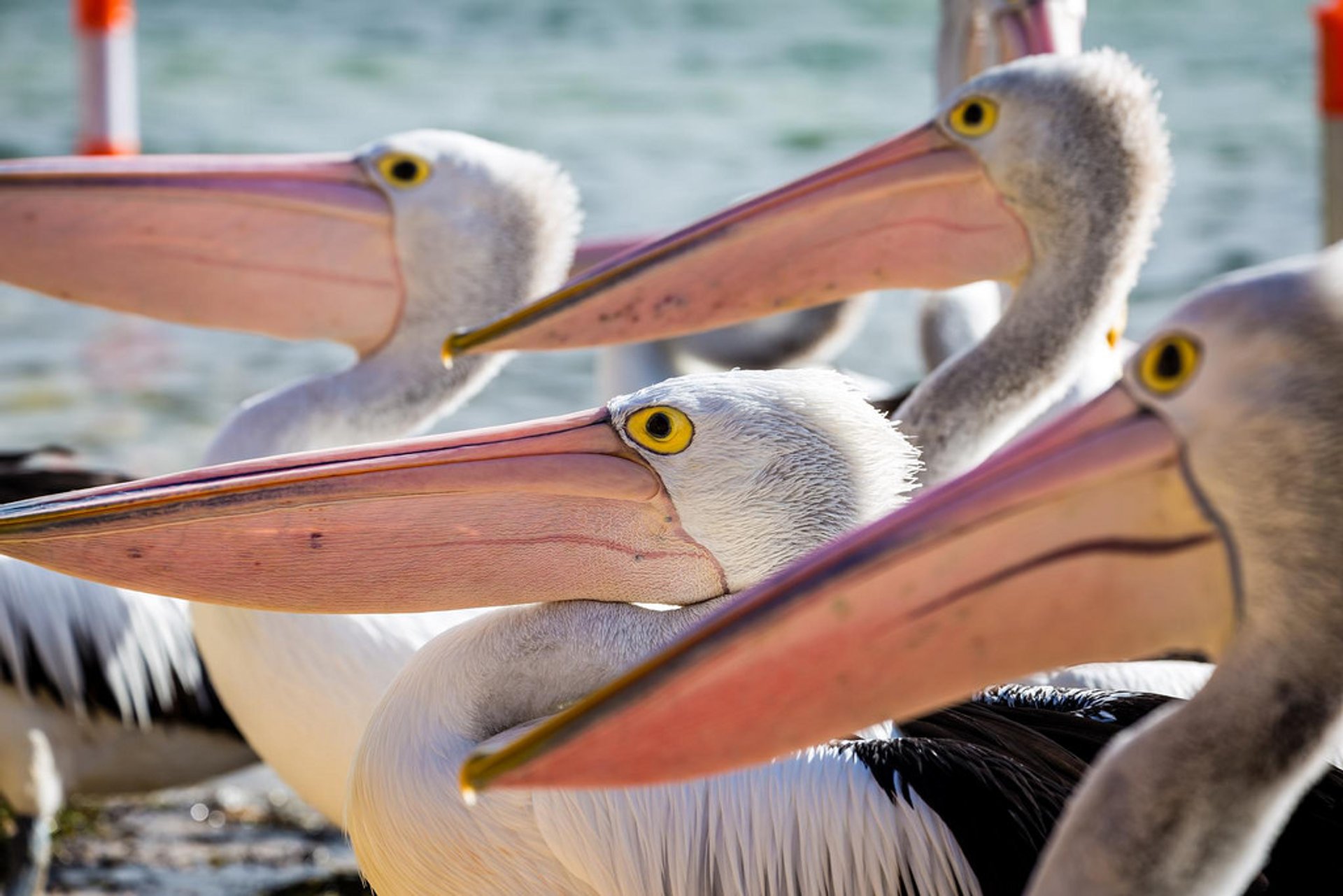 Vogelbeobachtung