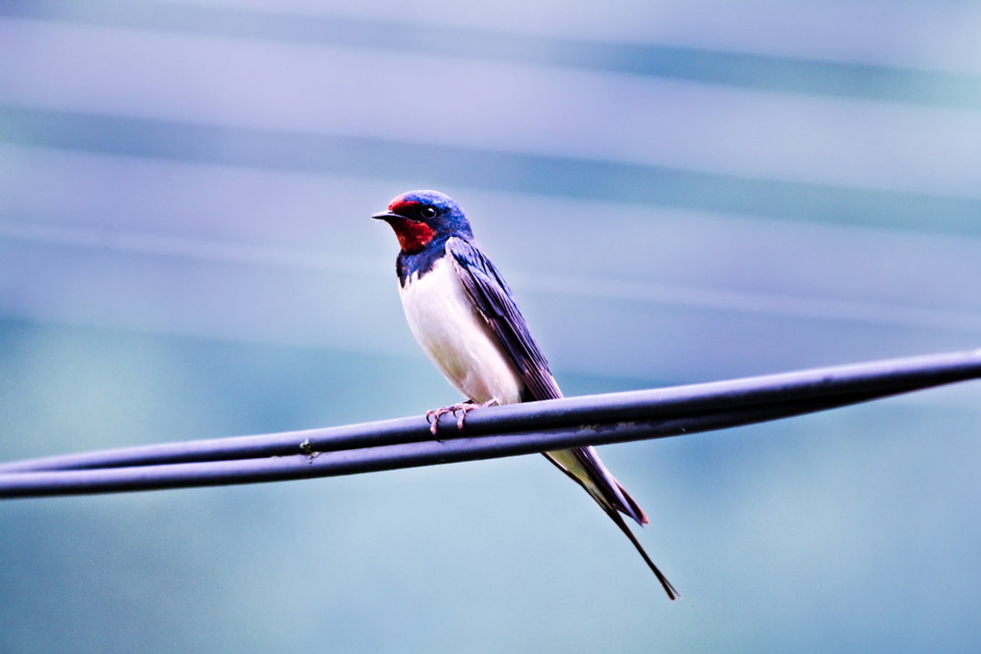 Observação de aves